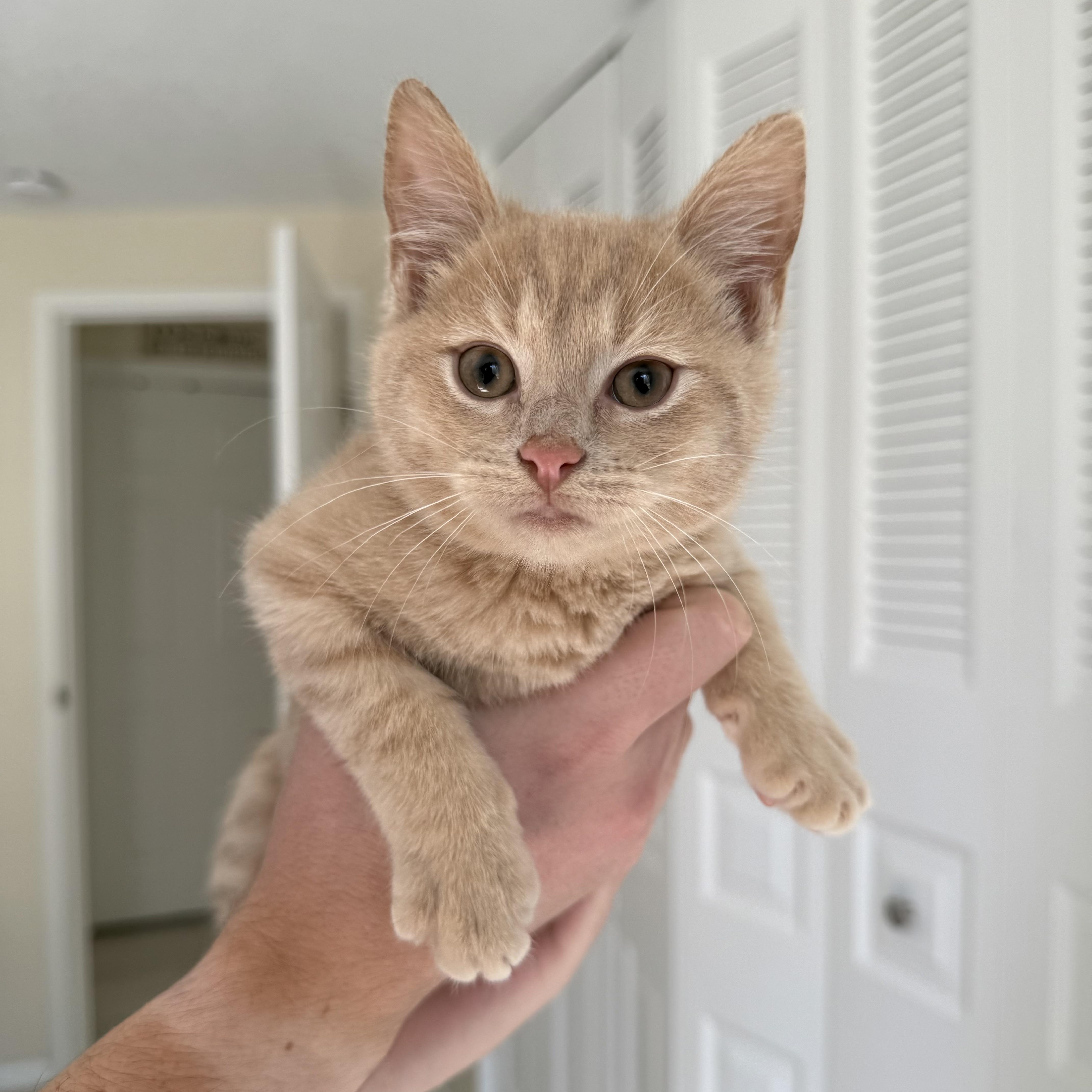 Enlarge Hickory, a Adopted Domestic Short Hair in Miamisburg, OH image 3/6