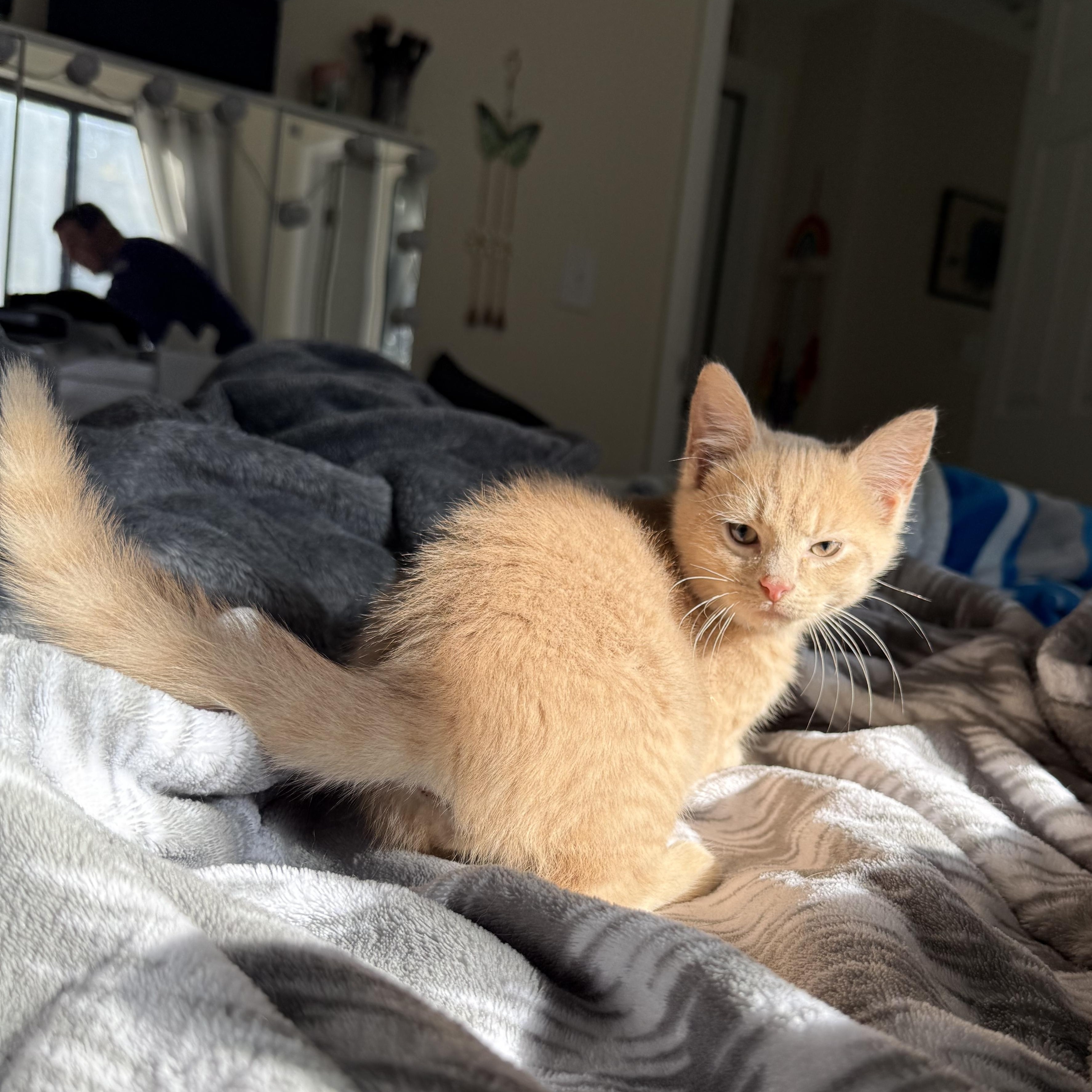 Enlarge Hickory, a Adopted Domestic Short Hair in Miamisburg, OH image 5/6