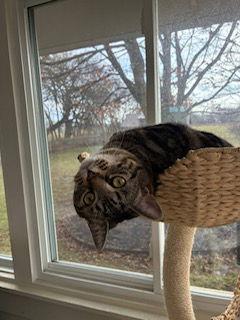 Enlarge Paddington, a Adoptable Domestic Short Hair in Canal Winchester, OH image 1/3