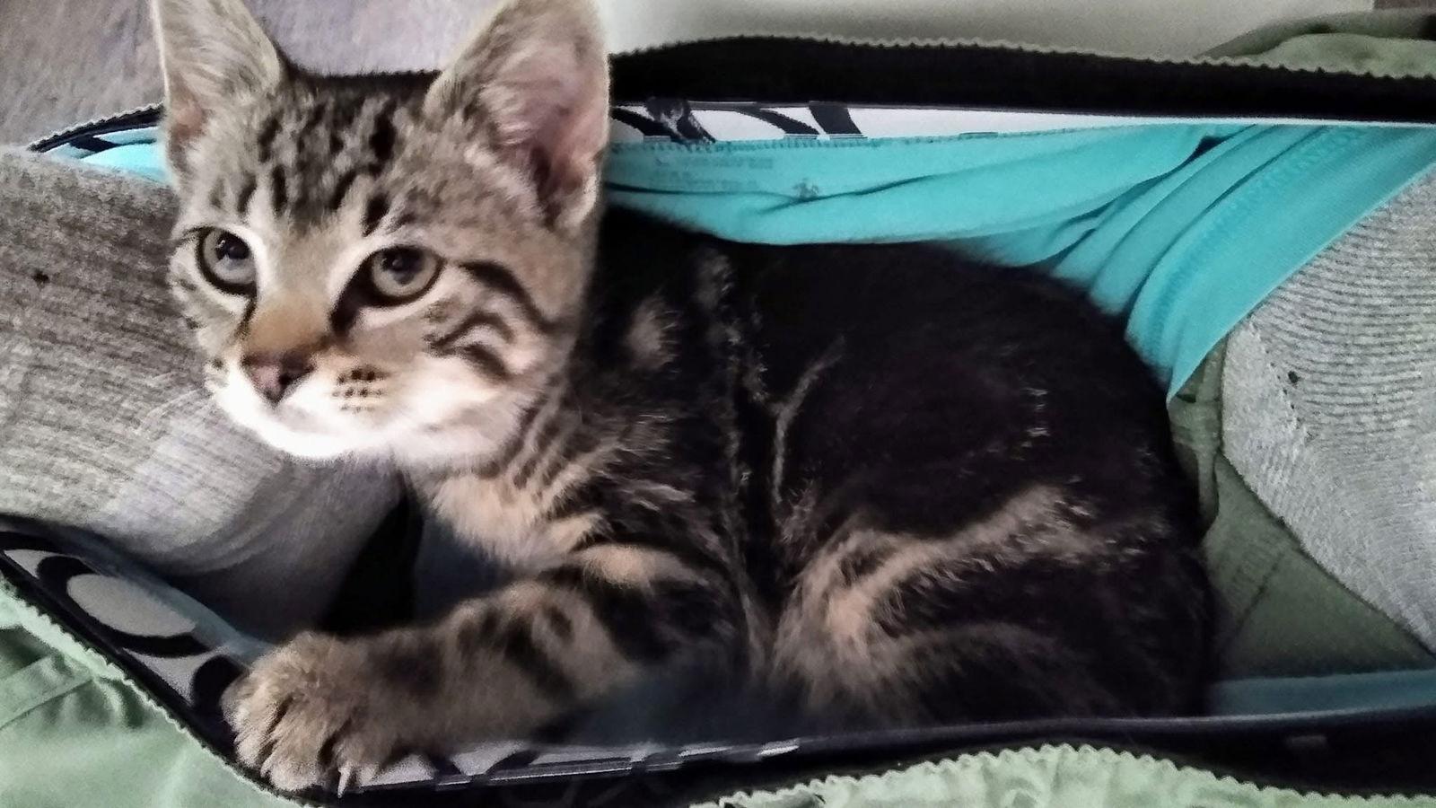 Enlarge Paddington, a Adoptable Domestic Short Hair in Canal Winchester, OH image 2/3