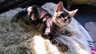 Enlarge Paddington, a Adoptable Domestic Short Hair in Canal Winchester, OH image 3/3