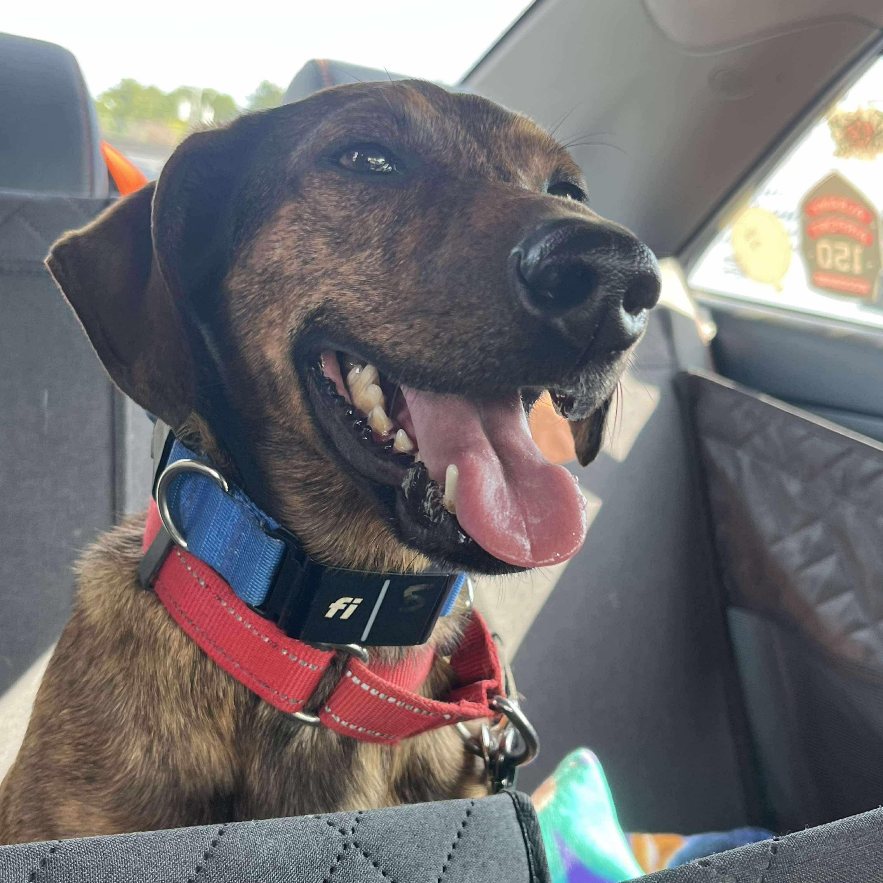 Tater, a Adoptable mixed breed in Argyle, NY image 4/6