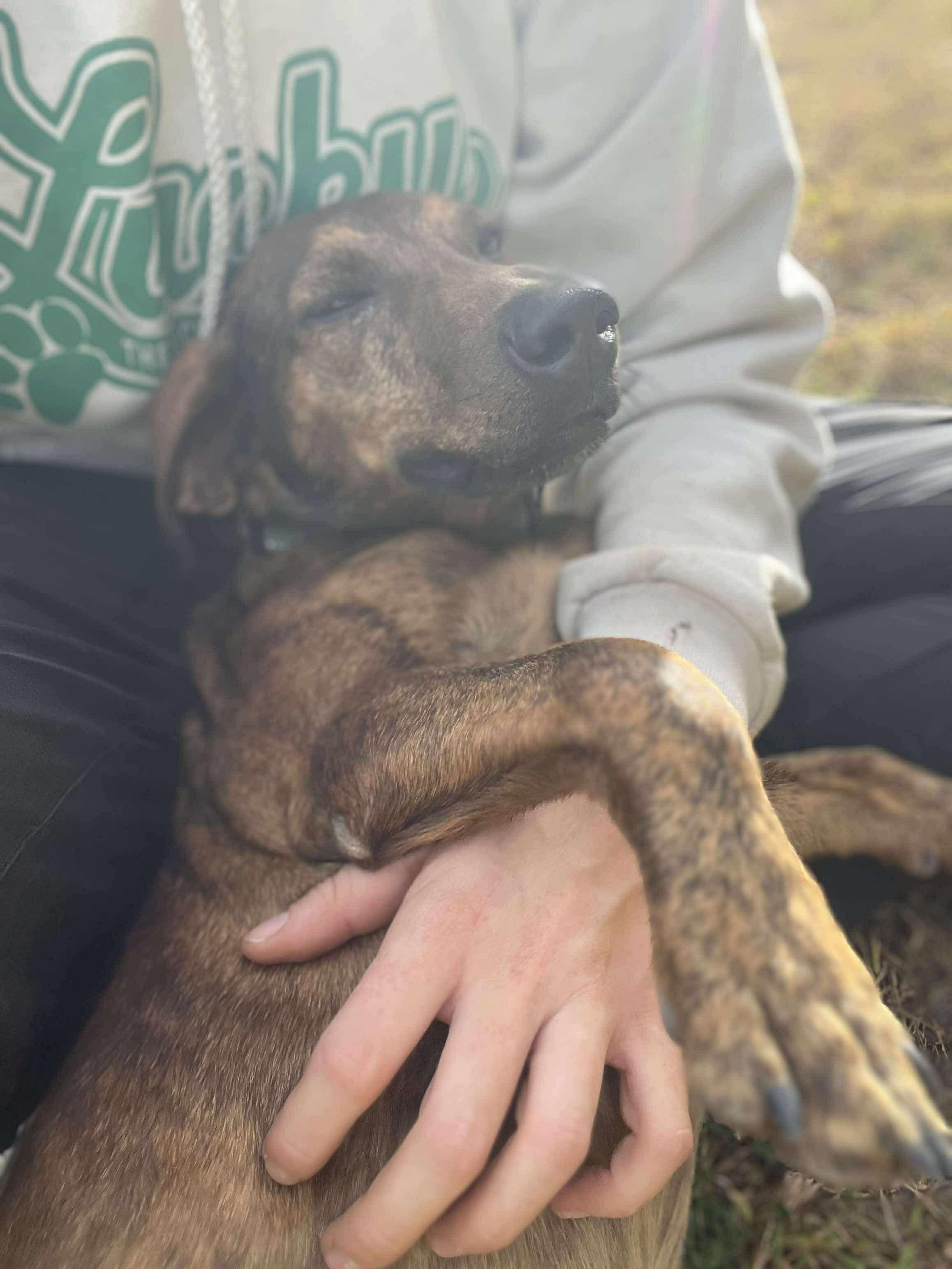 Tater, a Adoptable mixed breed in Argyle, NY image 6/6