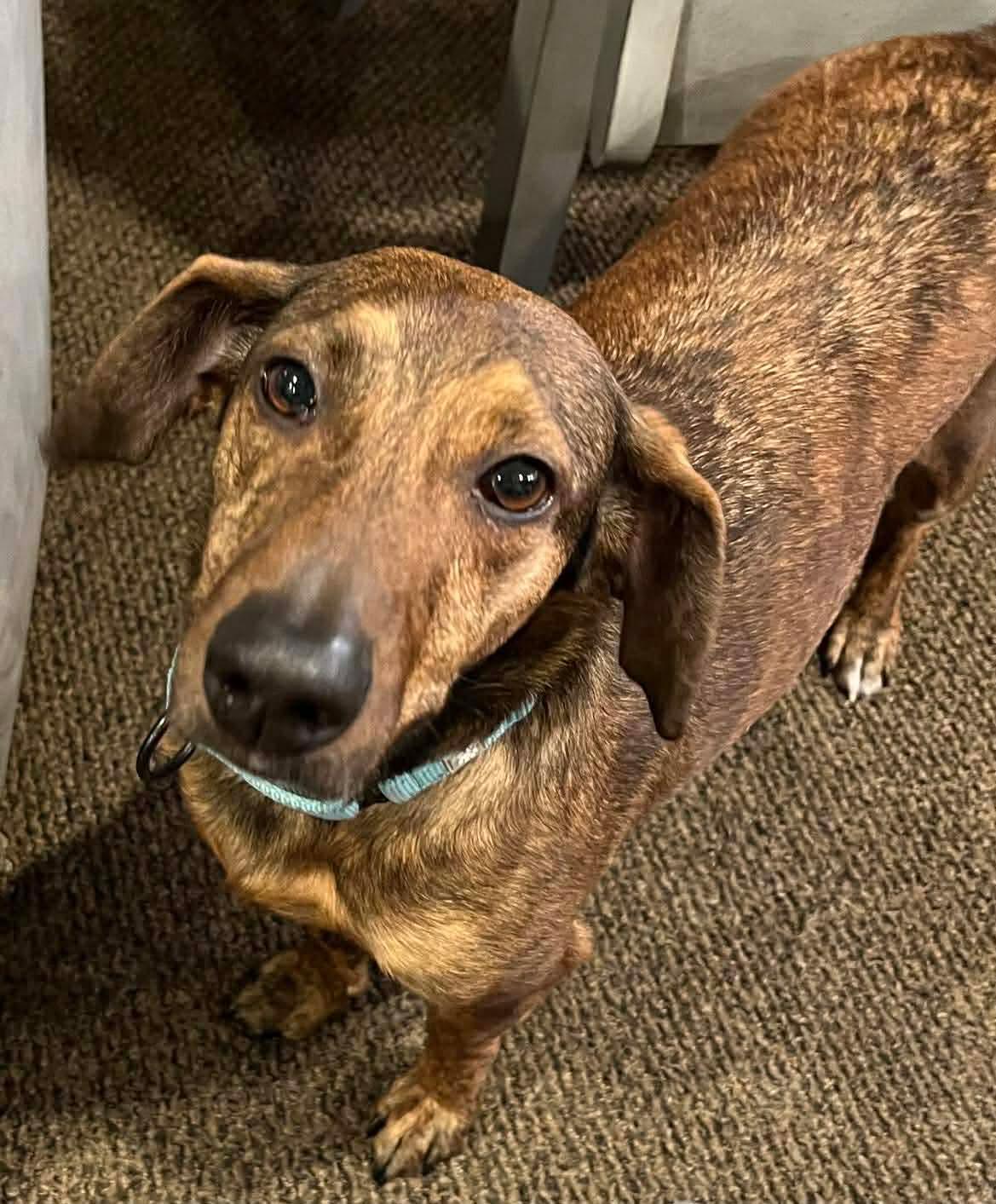 Tater, a Adoptable mixed breed in Argyle, NY image 1/6