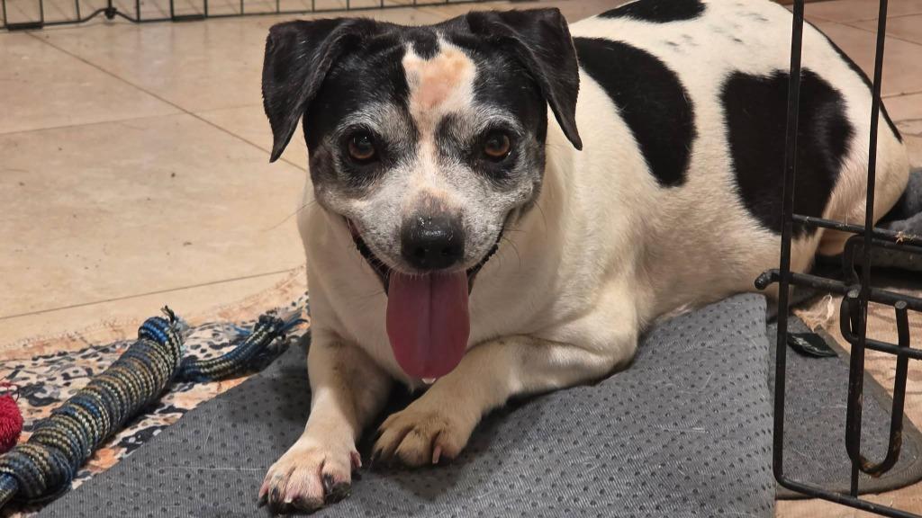Athena, Adoptable, Young Female Mixed Breed.