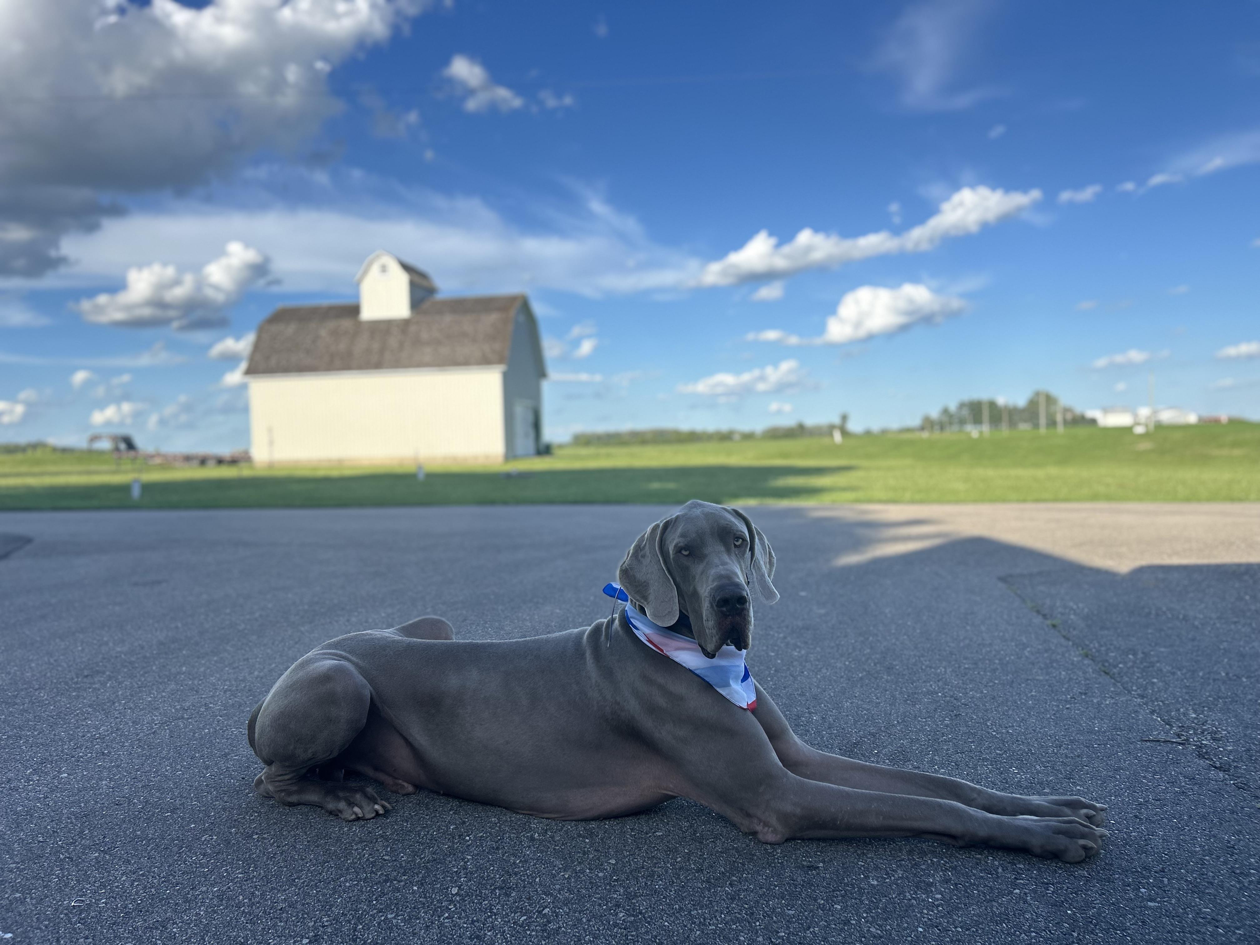 Lucky, Adoptable, Young Male Great Dane.