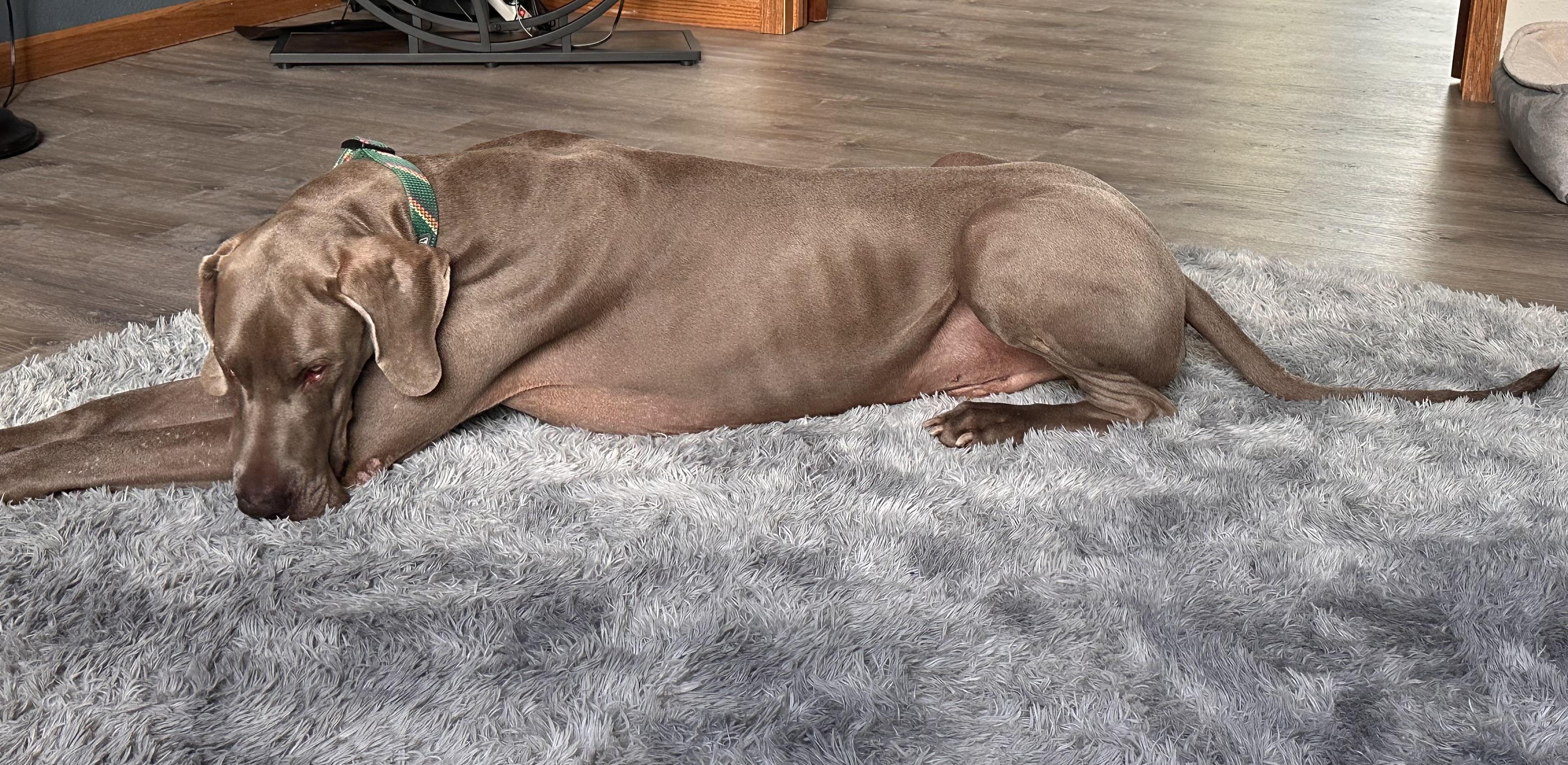 Enlarge Lucky, a Adoptable Great Dane in Elkhorn, WI image 5/6