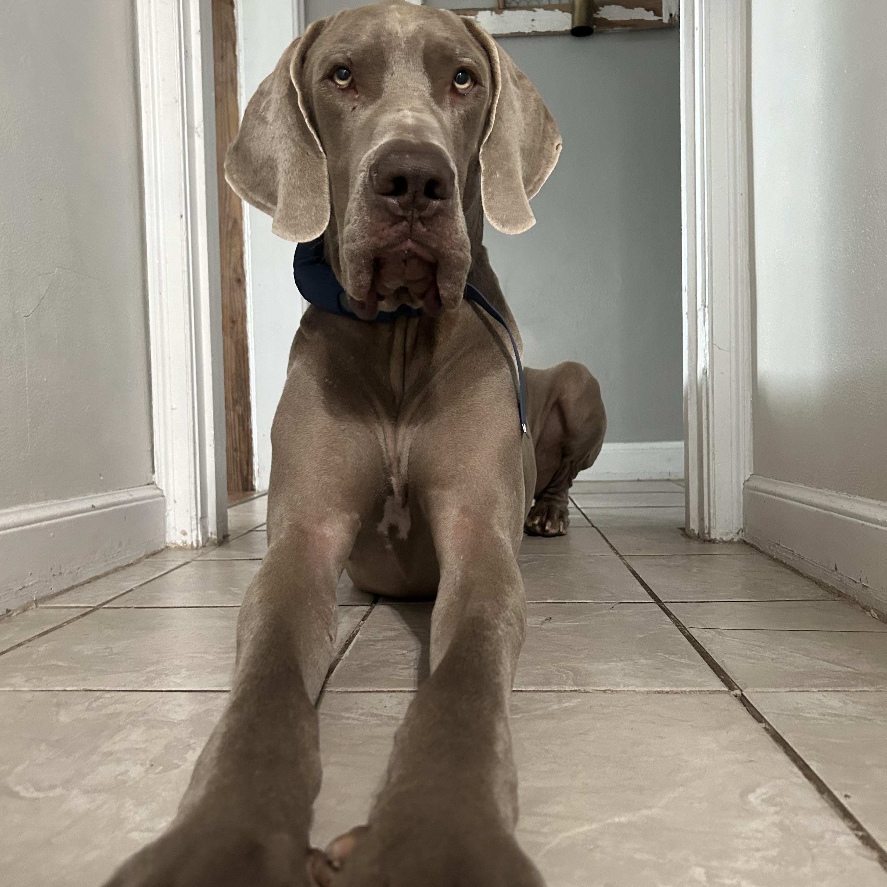 Enlarge Lucky, a Adoptable Great Dane in Elkhorn, WI image 4/6