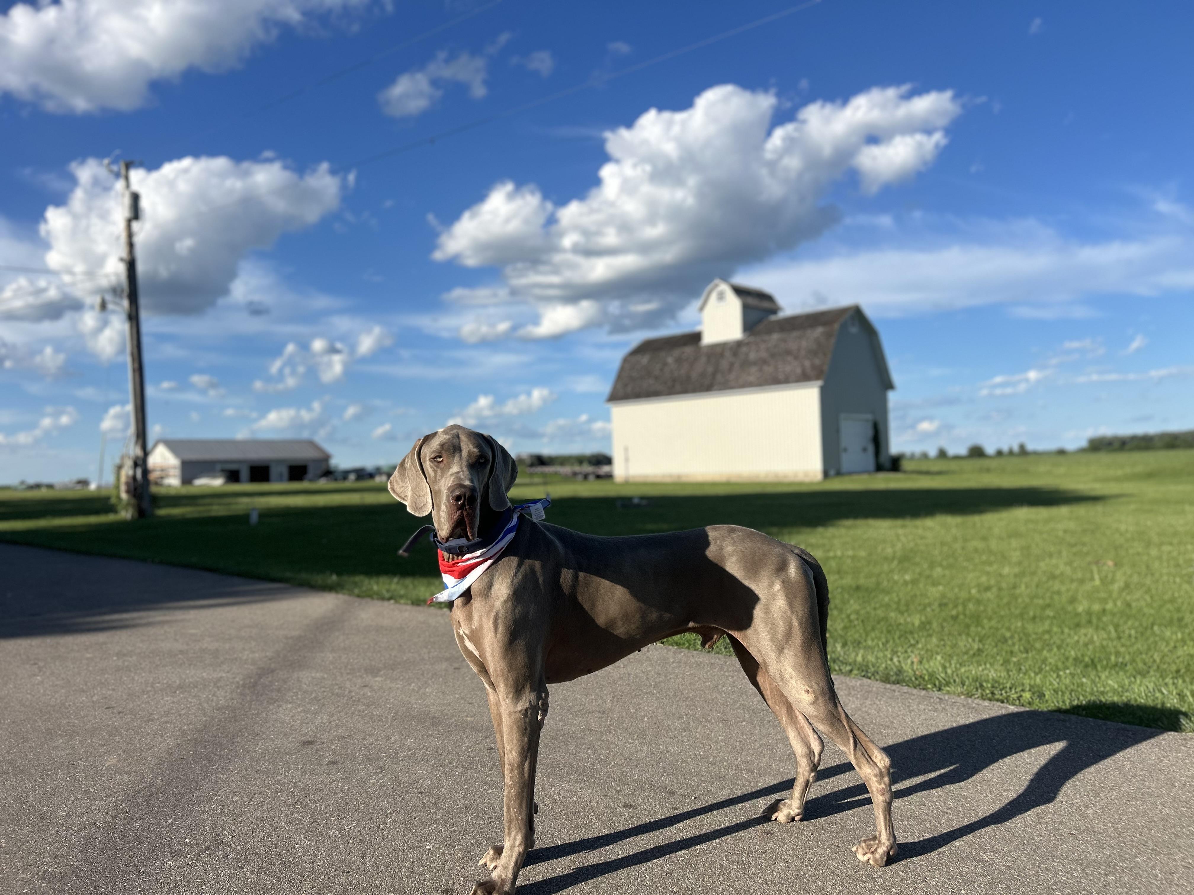 Enlarge Lucky, a Adoptable Great Dane in Elkhorn, WI image 3/6