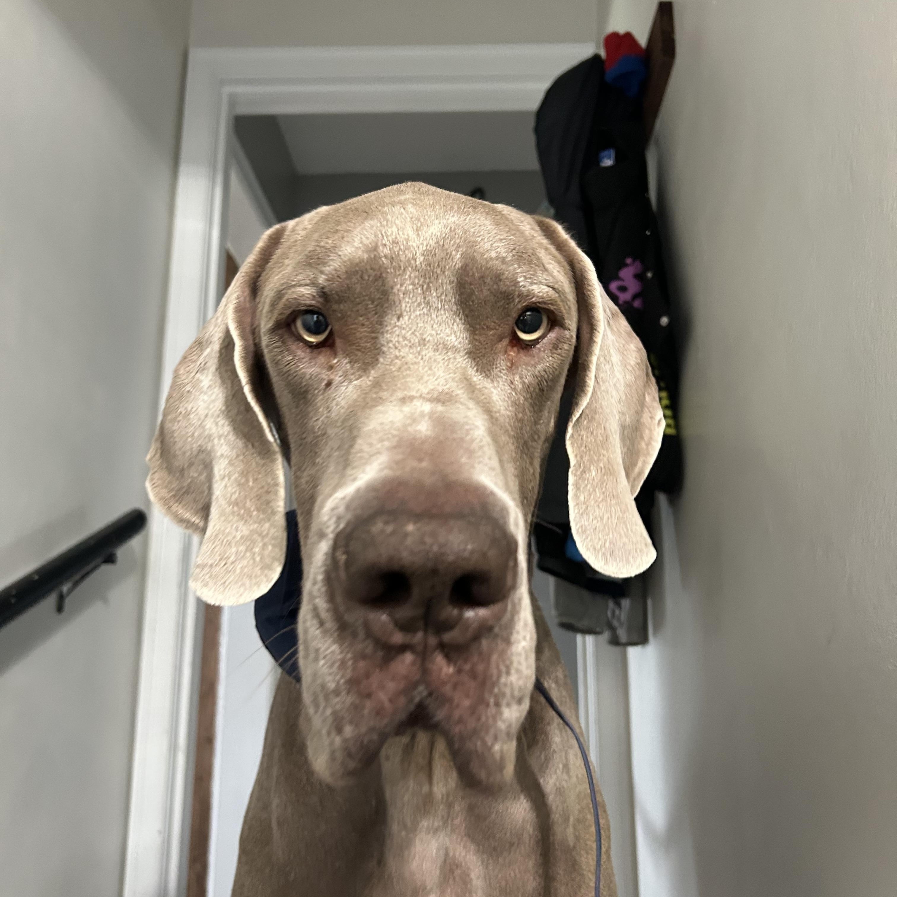 Enlarge Lucky, a Adoptable Great Dane in Elkhorn, WI image 2/6