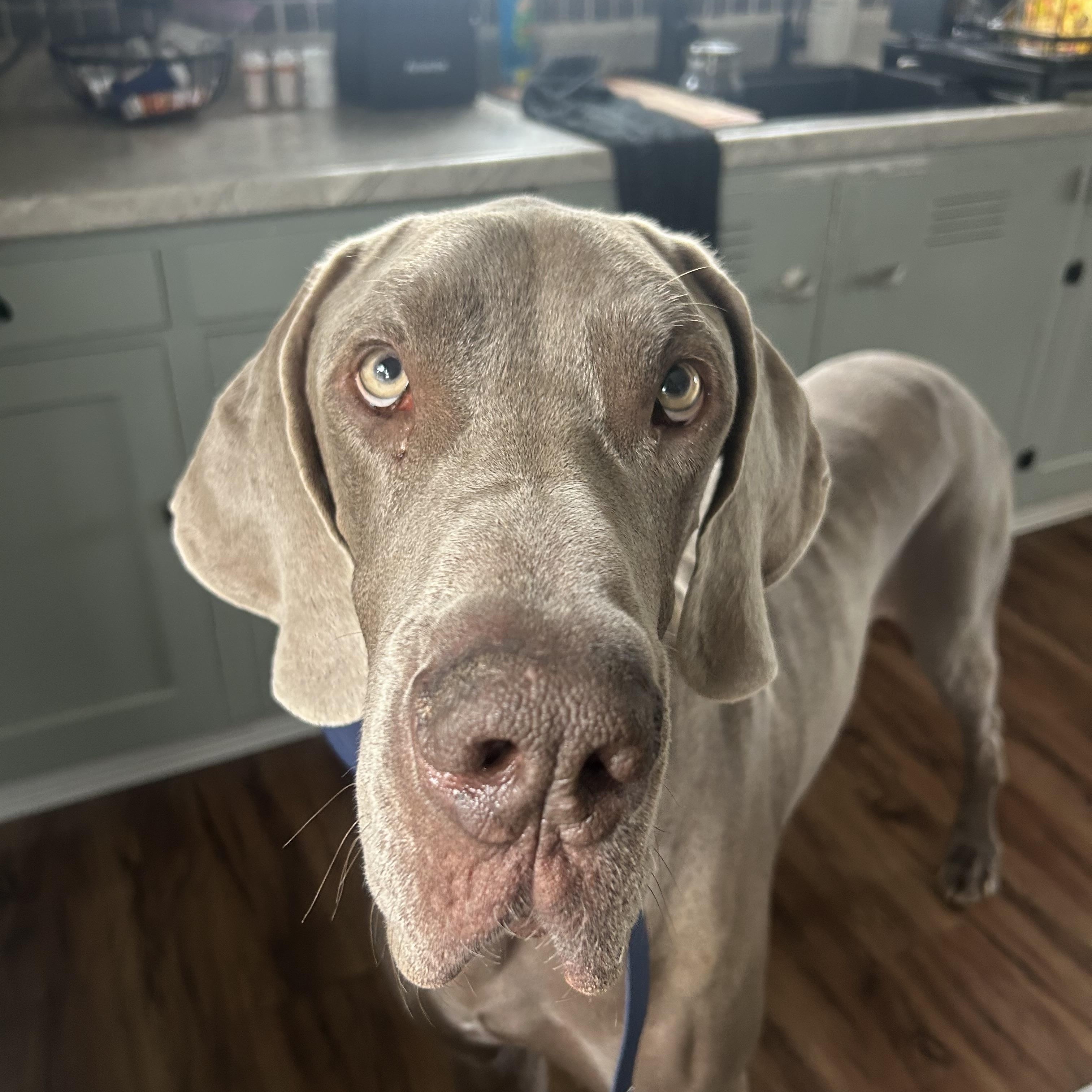 Enlarge Lucky, a Adoptable Great Dane in Elkhorn, WI image 6/6