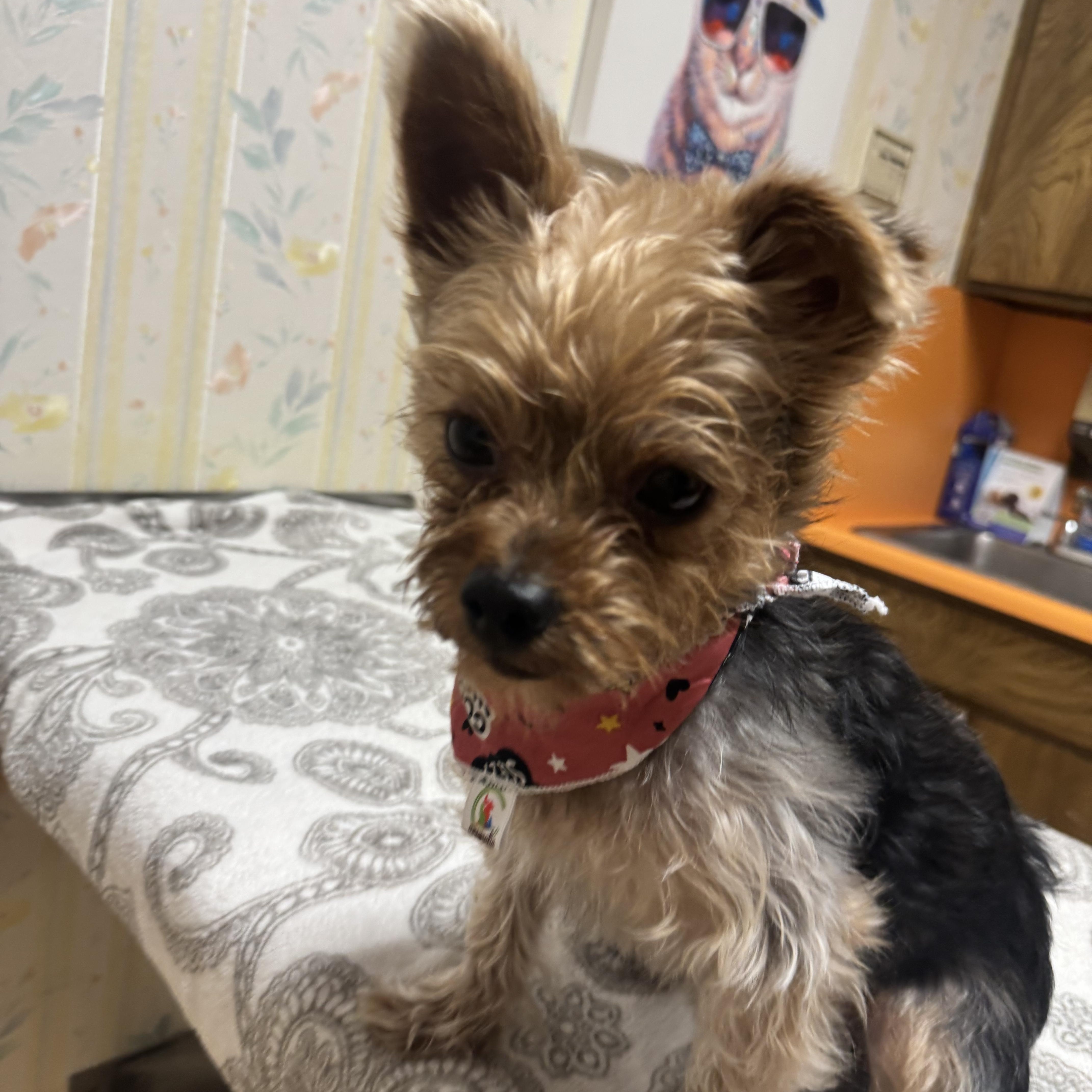 Bubba, Adoptable, Adult Male Yorkshire Terrier.