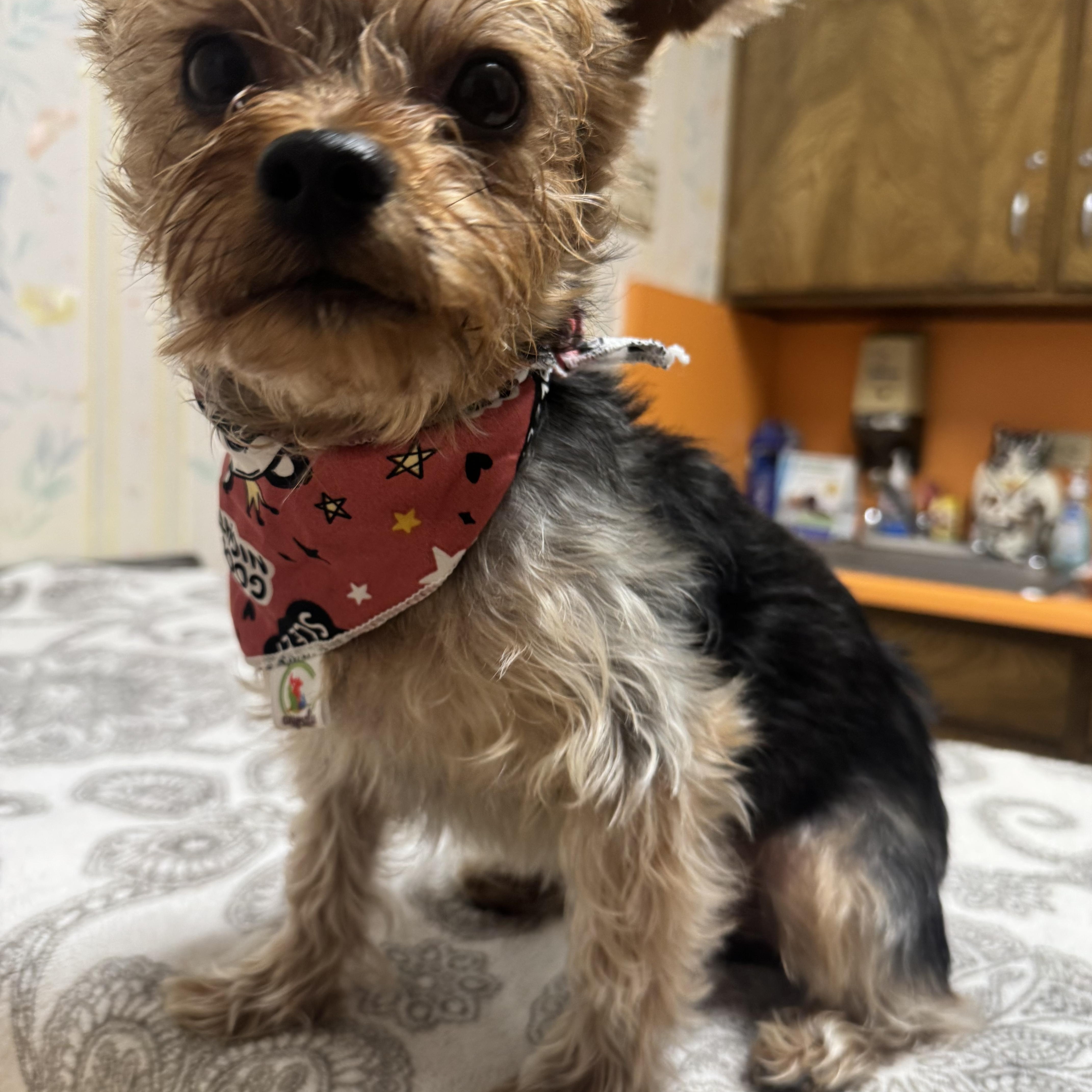 Enlarge Bubba, a Adoptable Yorkshire Terrier in San Jose, CA image 3/3