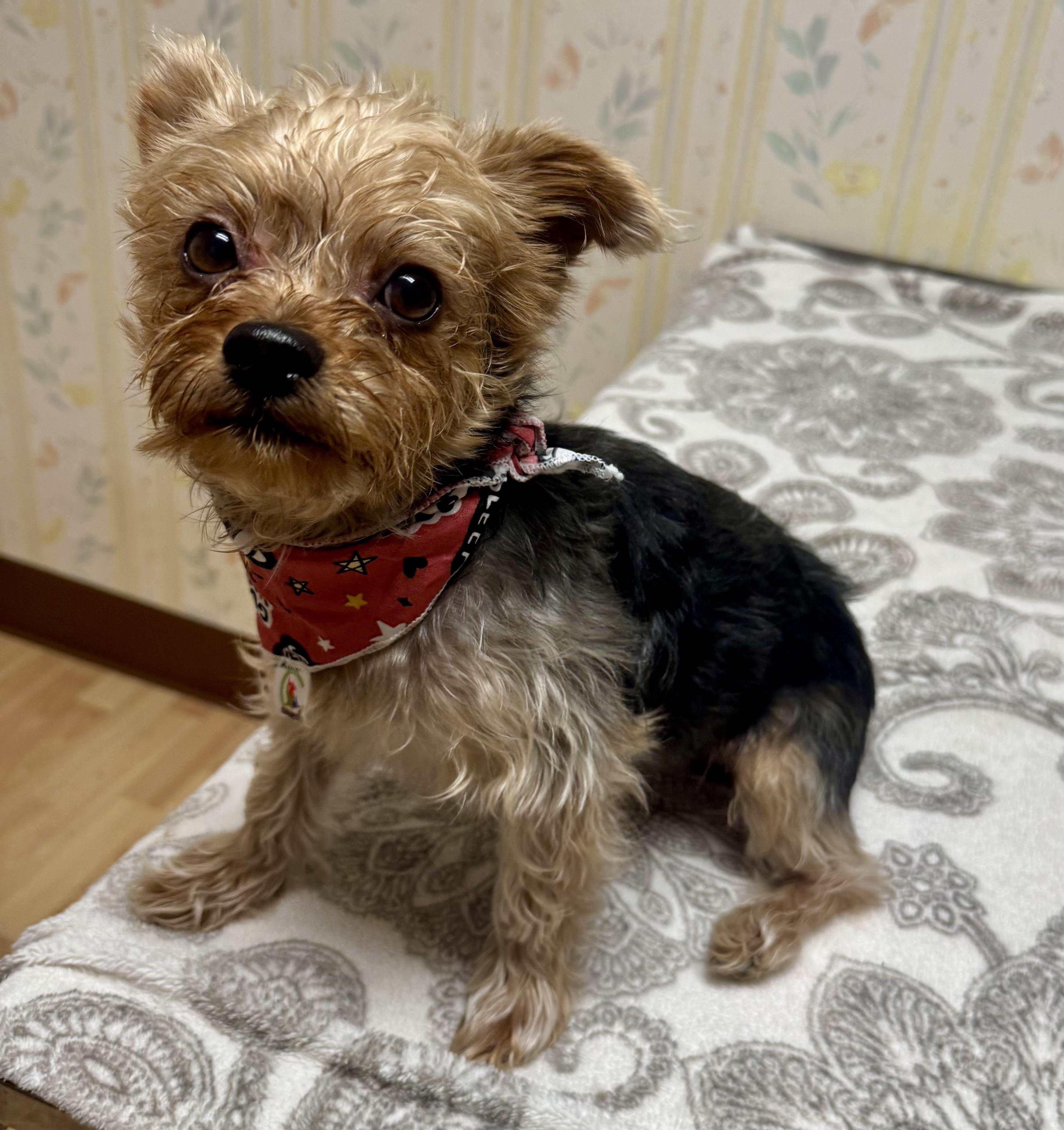 Enlarge Bubba, a Adoptable Yorkshire Terrier in San Jose, CA image 2/3