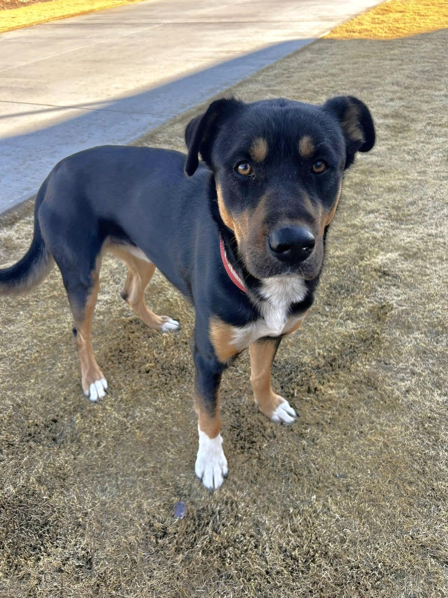 Enlarge Huck, a ADOPTABLE mixed breed in Oregon, WI image 4/5