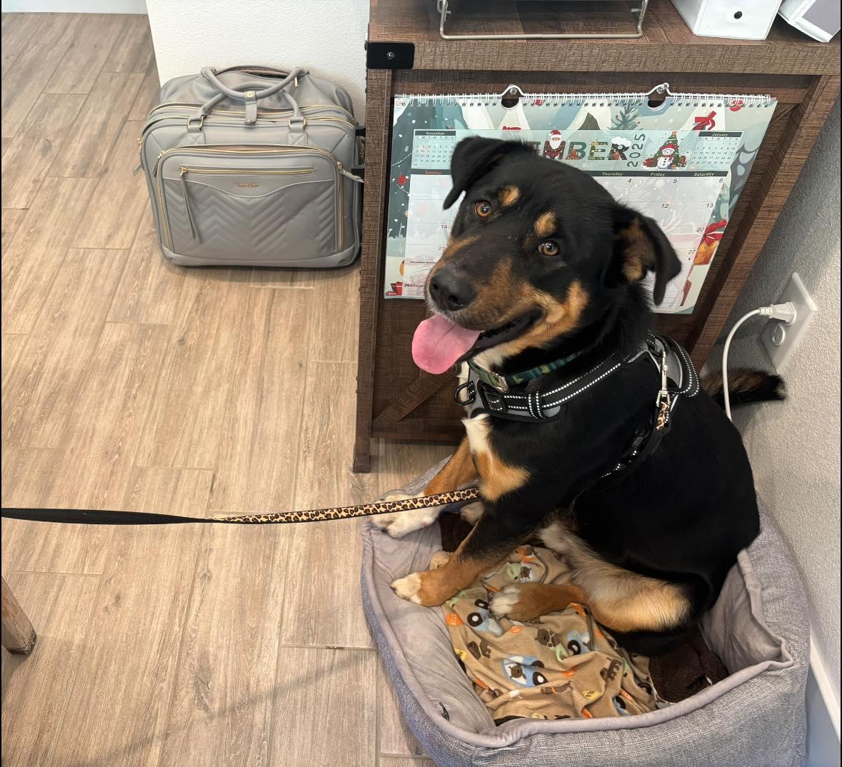 Enlarge Huck, a ADOPTABLE mixed breed in Oregon, WI image 3/5