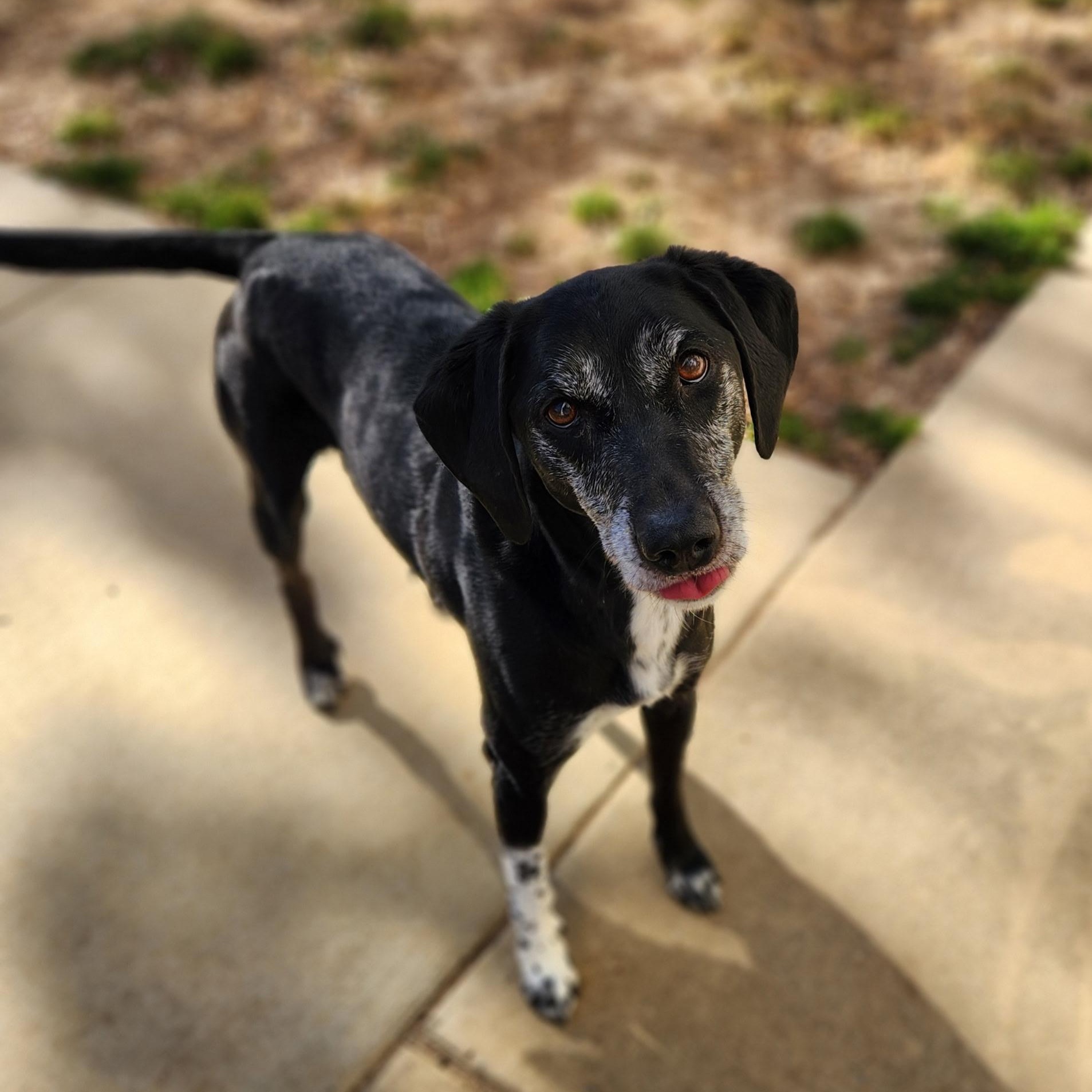 Enlarge Alexandra, a ADOPTABLE Labrador Retriever in Stanley, VA image 3/4