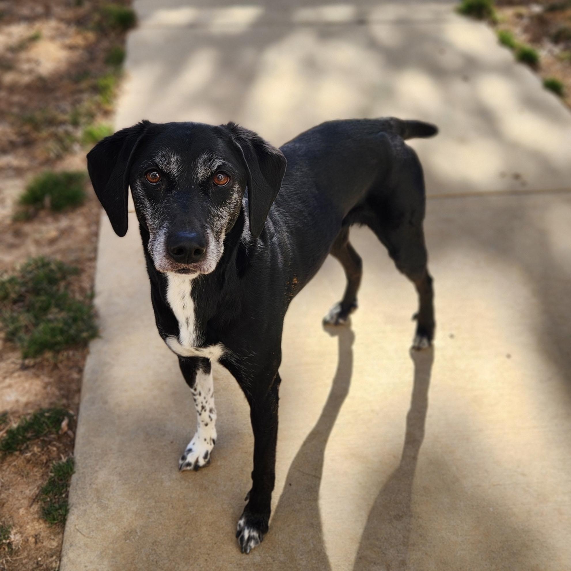 Alexandra, ADOPTABLE, Adult Female Labrador Retriever.