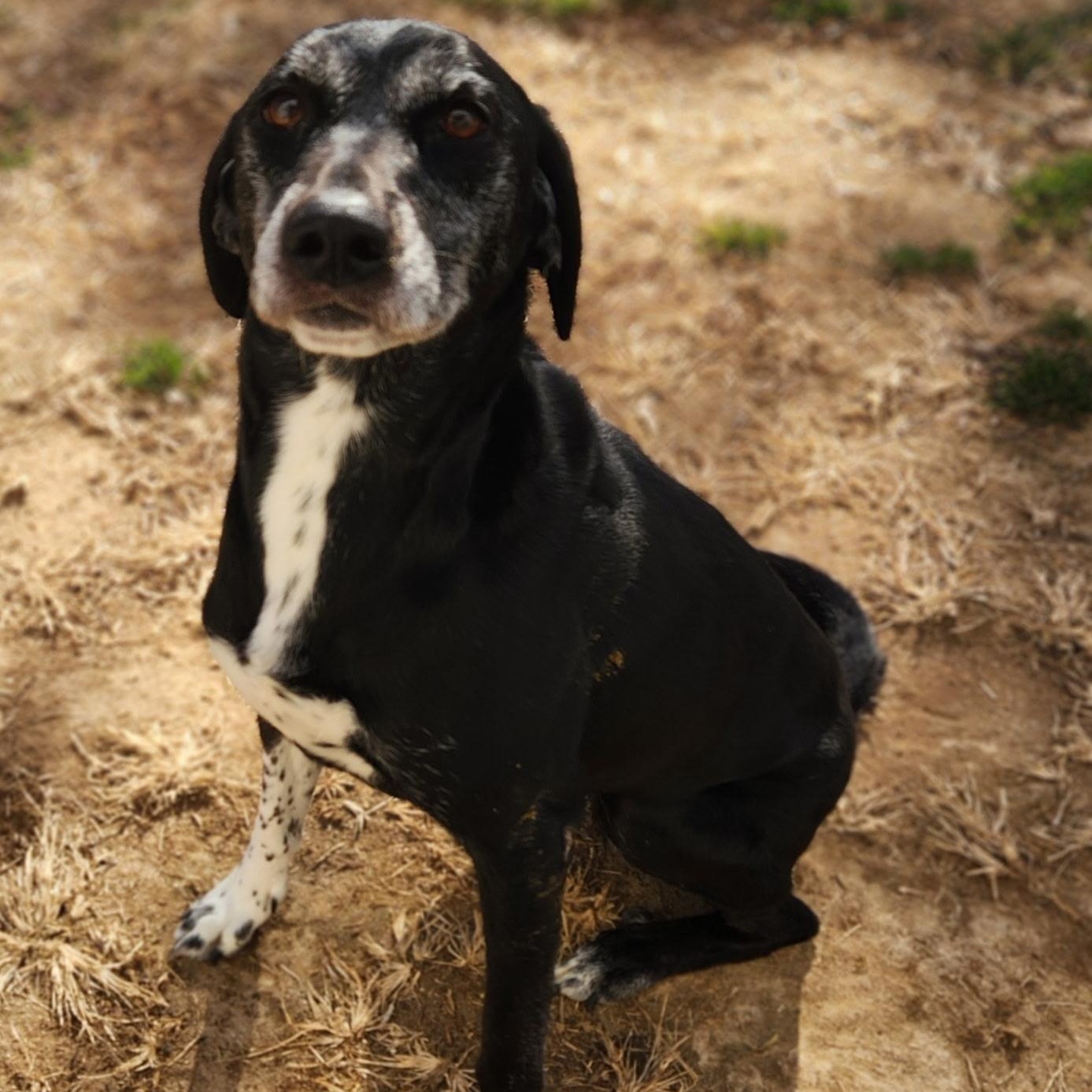 Enlarge Alexandra, a ADOPTABLE Labrador Retriever in Stanley, VA image 4/4