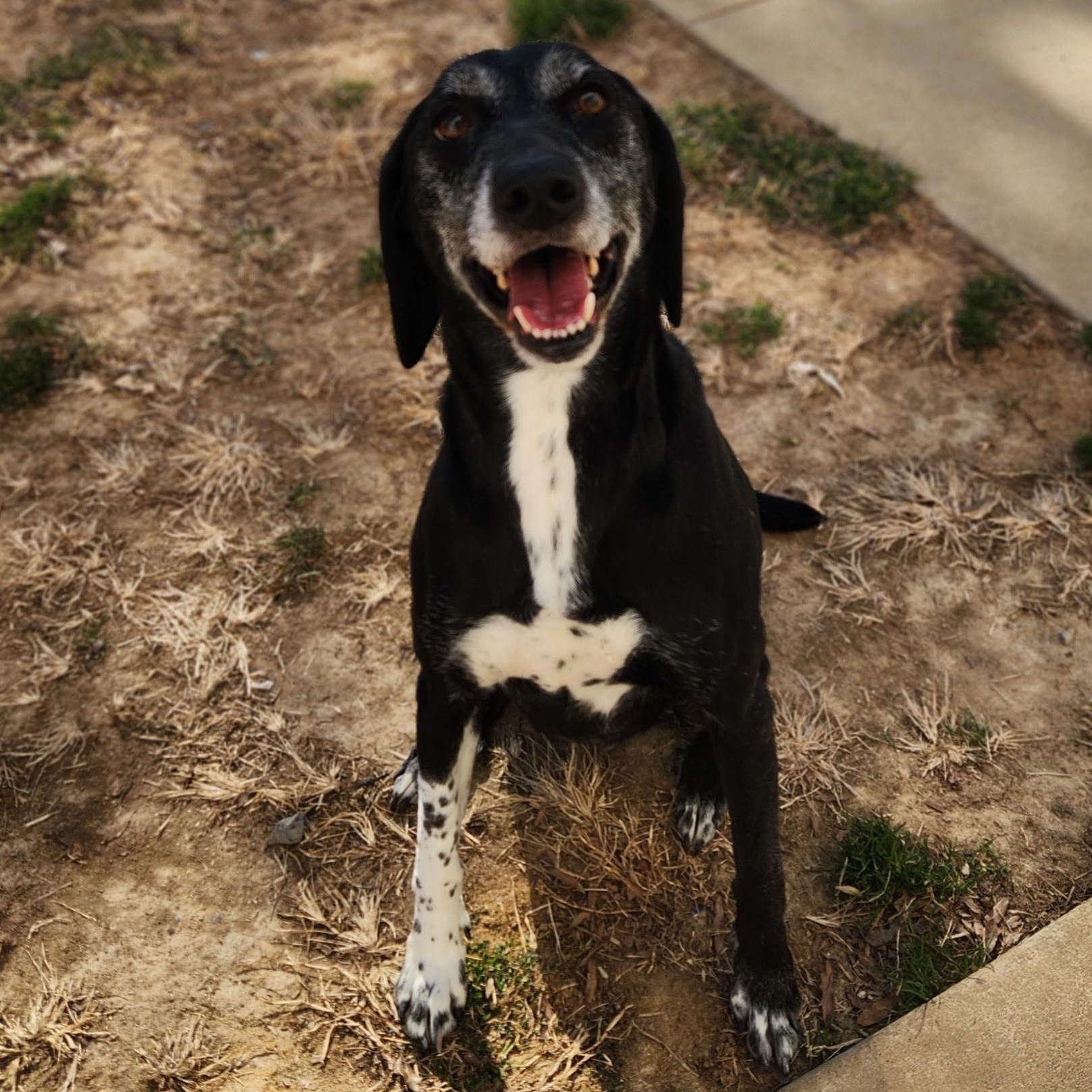 Enlarge Alexandra, a ADOPTABLE Labrador Retriever in Stanley, VA image 2/4