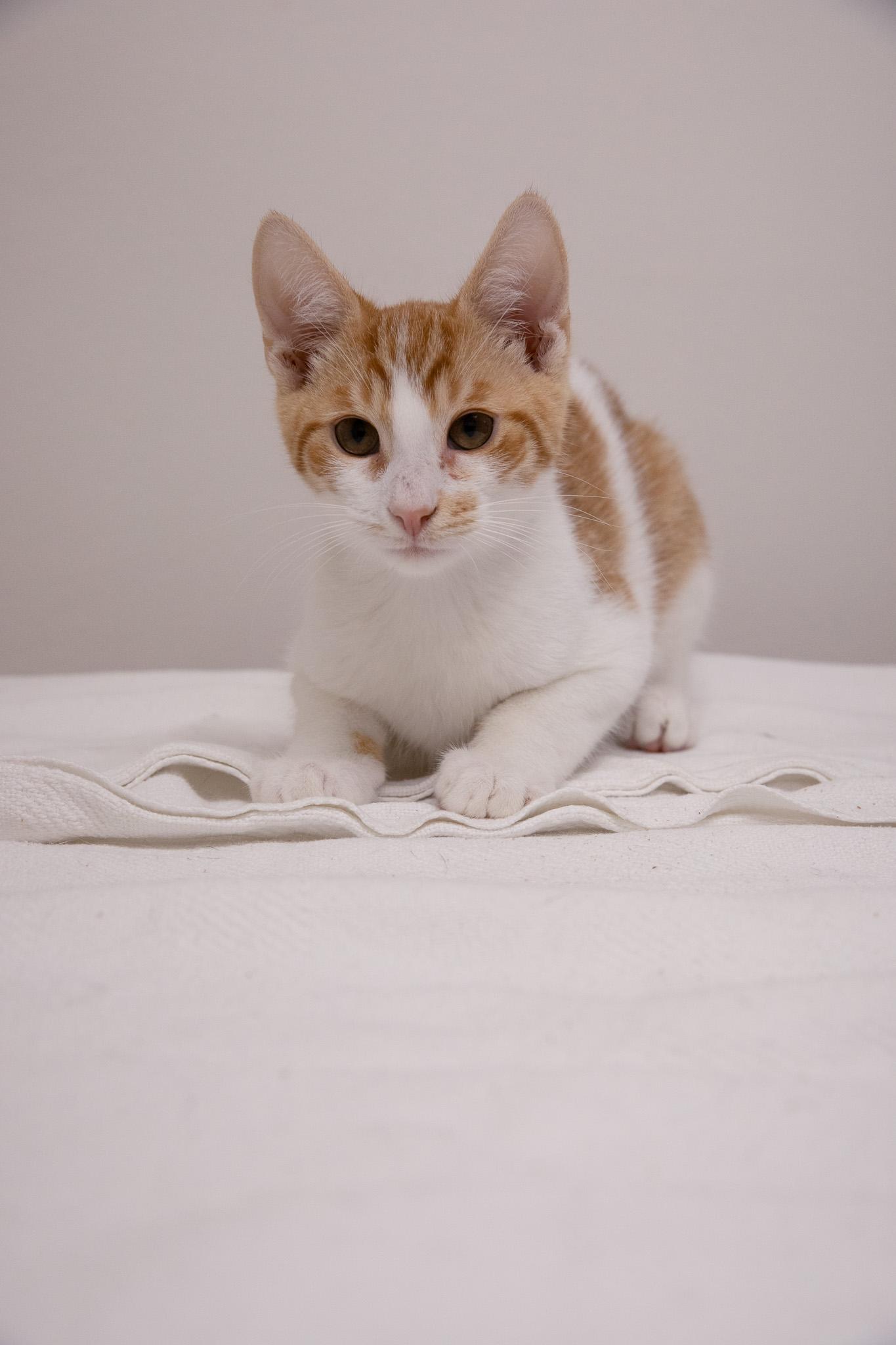 Enlarge O.J., a Adoptable Domestic Short Hair in Montclair, NJ image 1/5
