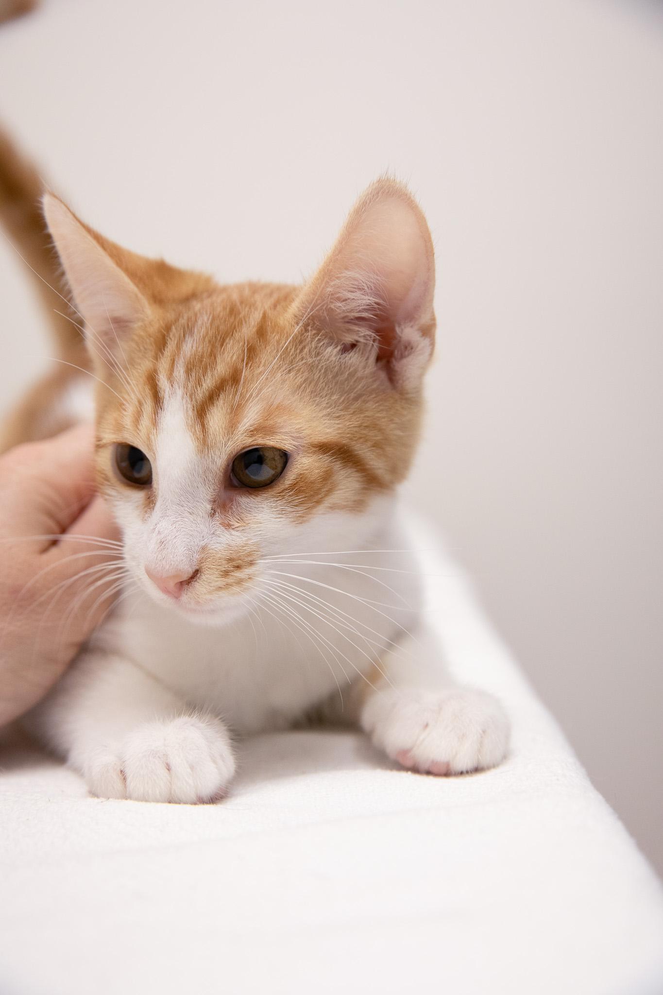 Enlarge O.J., a Adoptable Domestic Short Hair in Montclair, NJ image 2/5