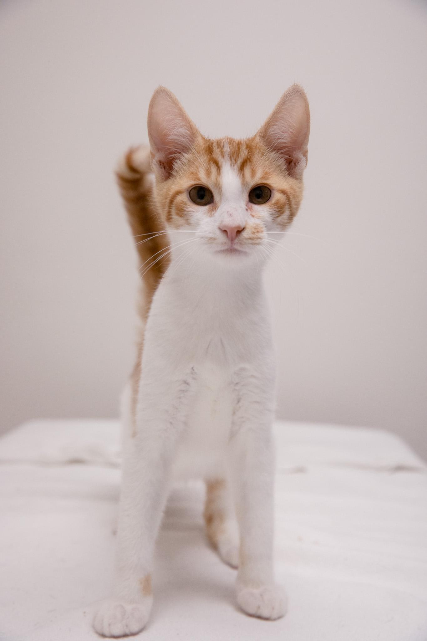 Enlarge O.J., a Adoptable Domestic Short Hair in Montclair, NJ image 3/5