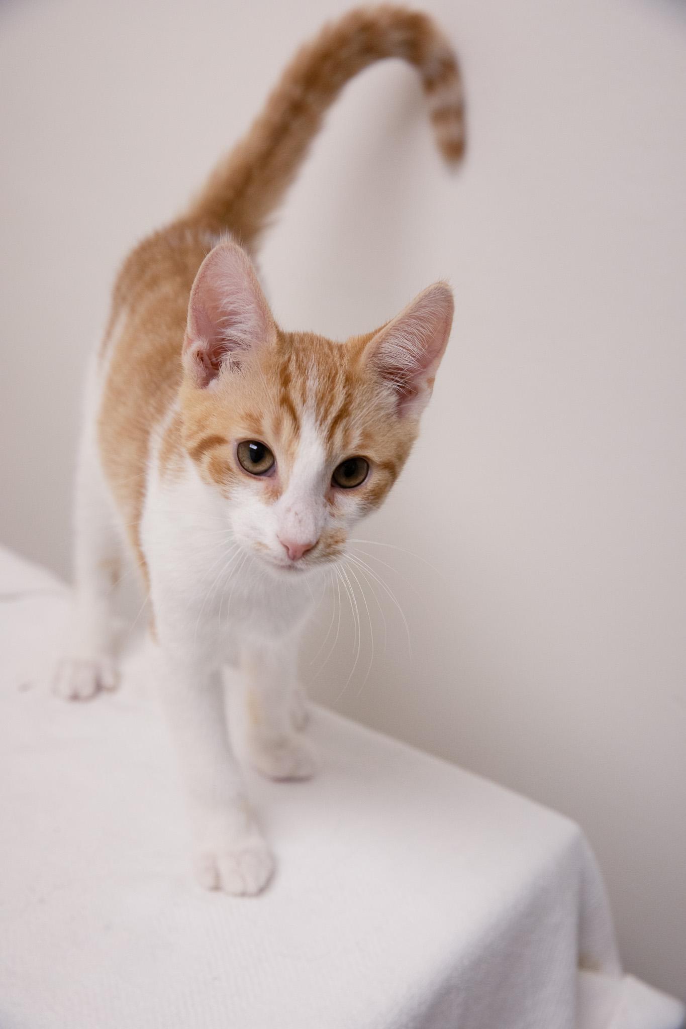 Enlarge O.J., a Adoptable Domestic Short Hair in Montclair, NJ image 4/5