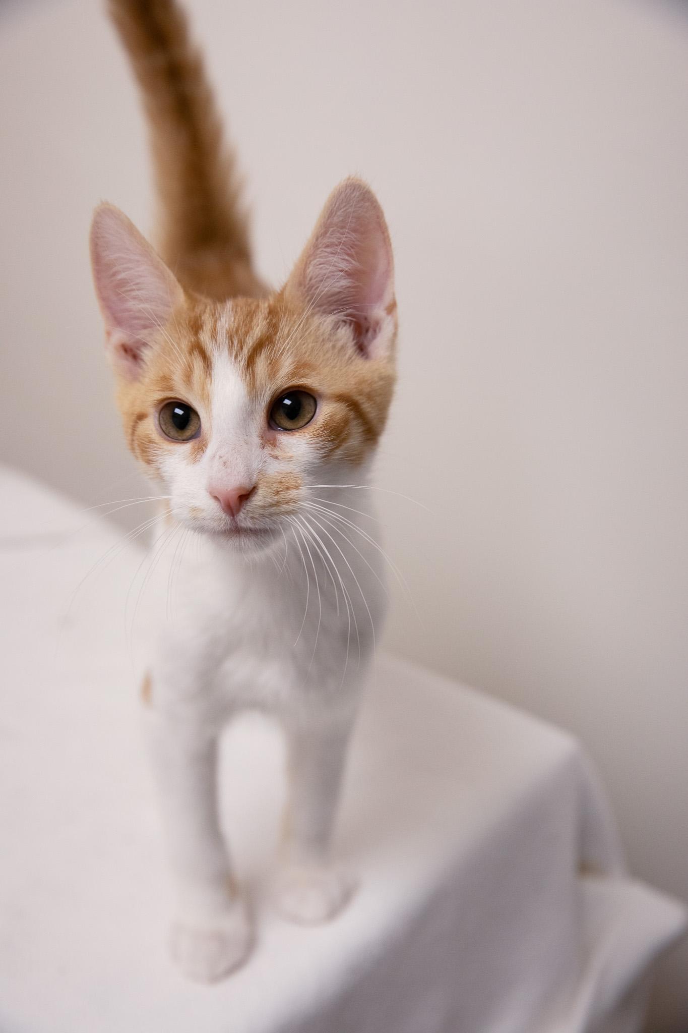 Enlarge O.J., a Adoptable Domestic Short Hair in Montclair, NJ image 5/5