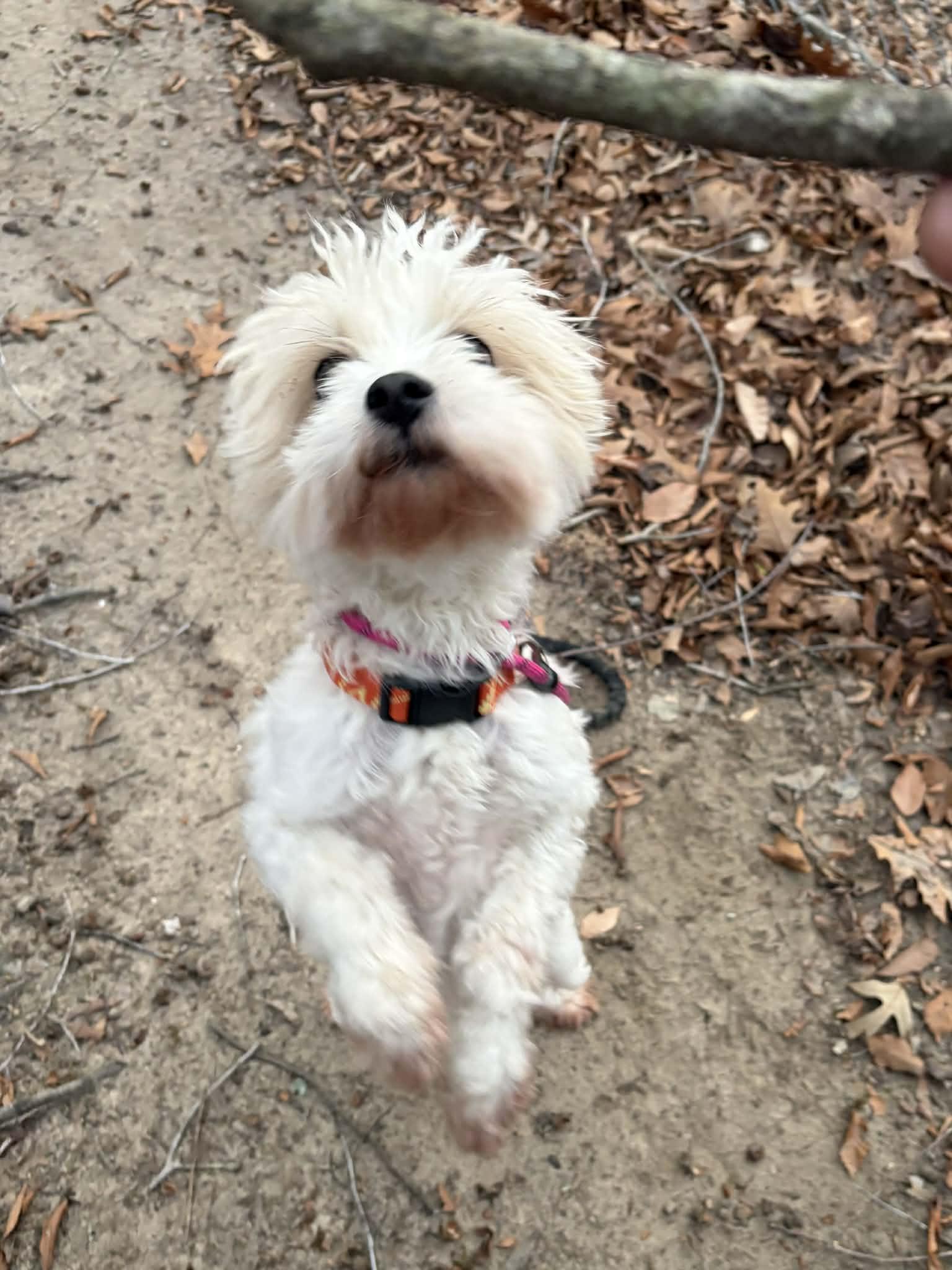 Jetty, adopted, Young Male Lhasa Apso.