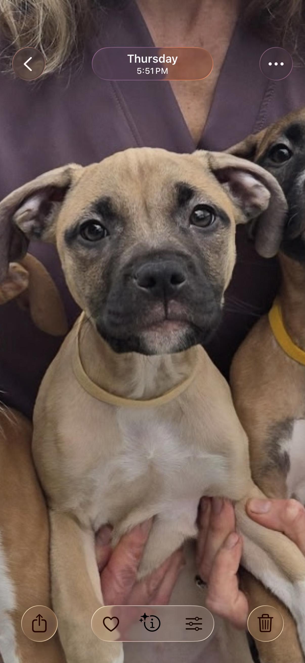 Enlarge Jinx, a Adopted mixed breed in Milford, CT image 2/4
