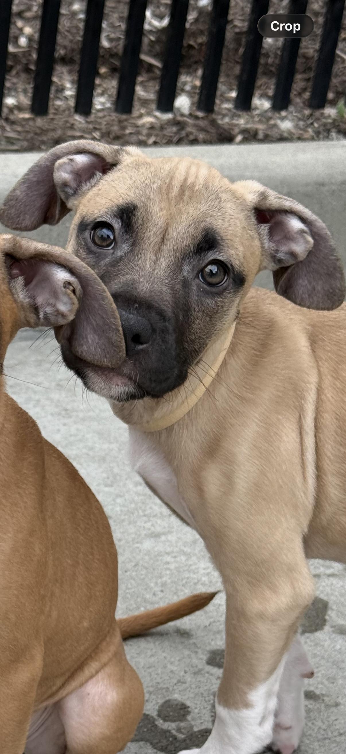 Enlarge Jinx, a Adopted mixed breed in Milford, CT image 1/4