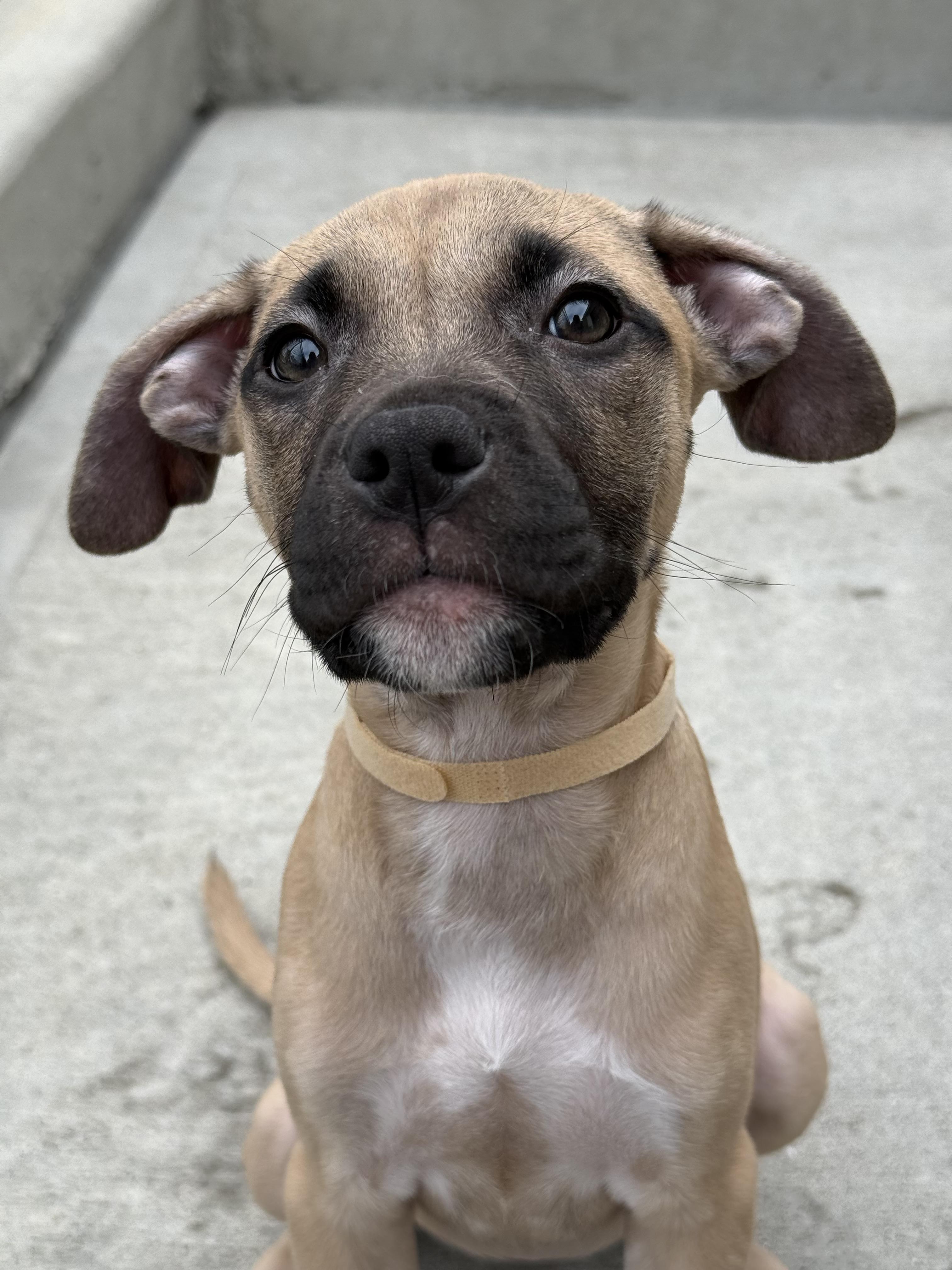 Enlarge Jinx, a Adopted mixed breed in Milford, CT image 4/4