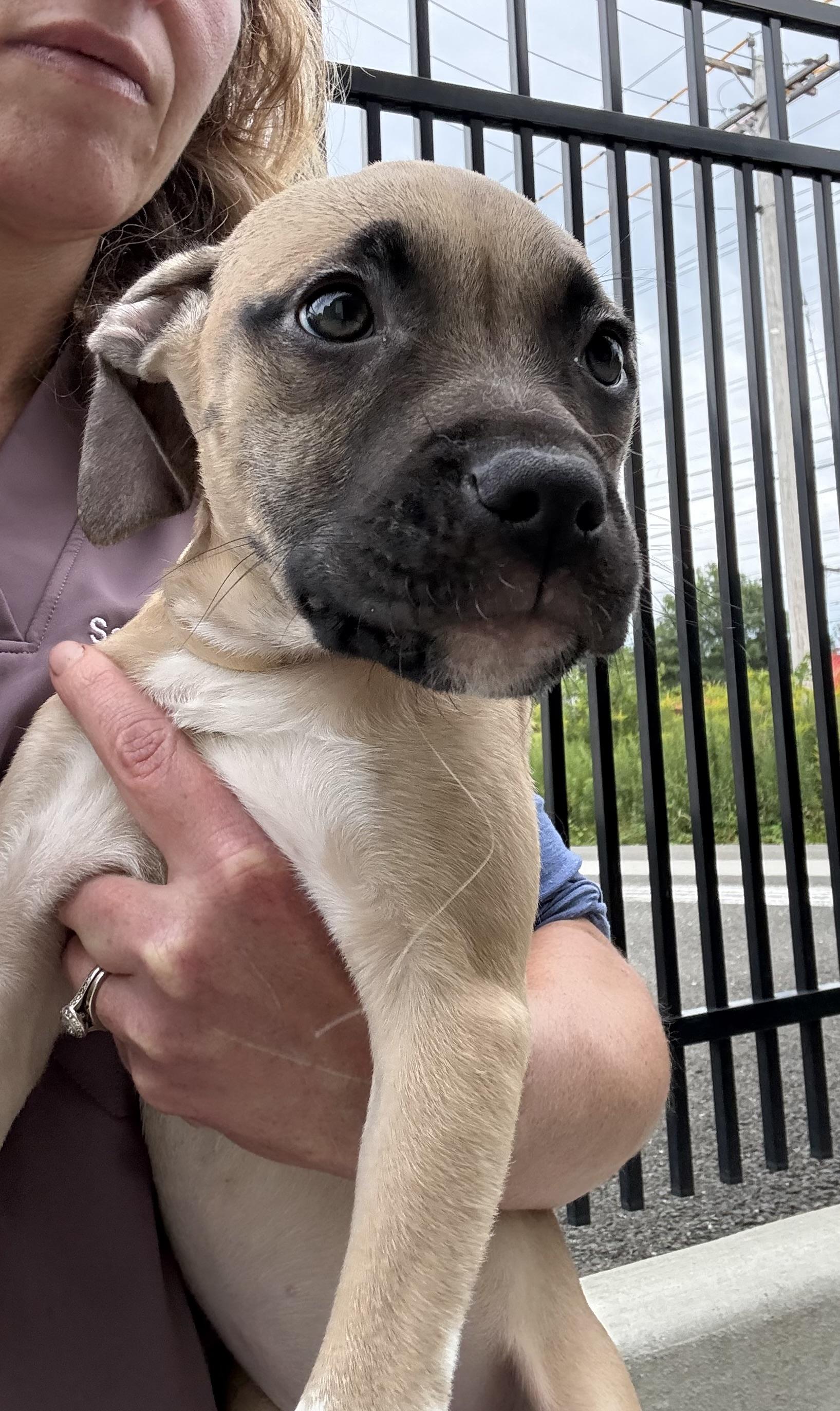 Enlarge Jinx, a Adopted mixed breed in Milford, CT image 3/4