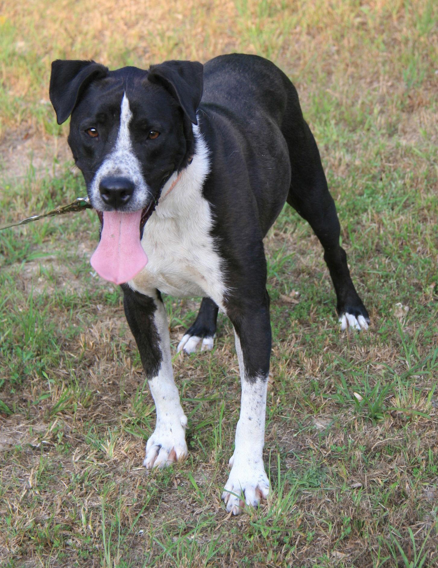 Oliver, Adoptable, Adult Male Pointer & Great Dane.