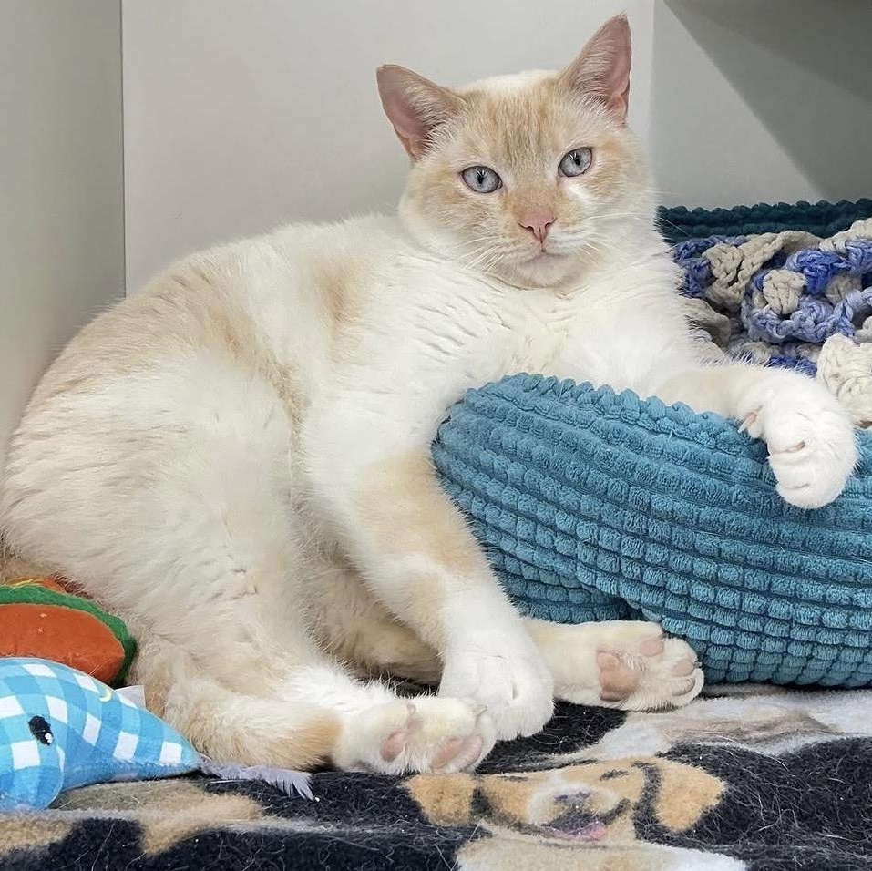 Snowball, adoptable, Adult Male Siamese.