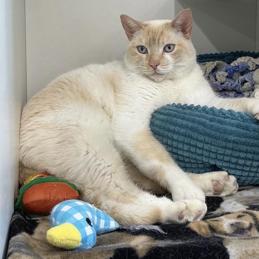 Enlarge Snowball, an adoptable Siamese in La Grange Park, IL image 3/3