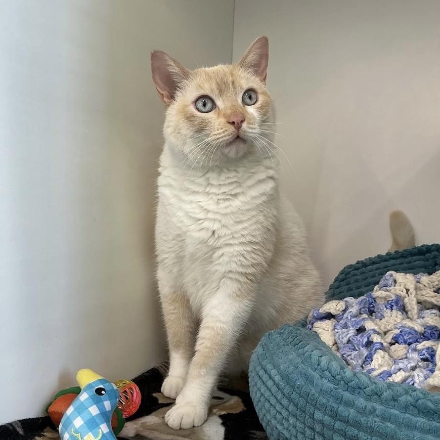Enlarge Snowball, an adoptable Siamese in La Grange Park, IL image 2/3