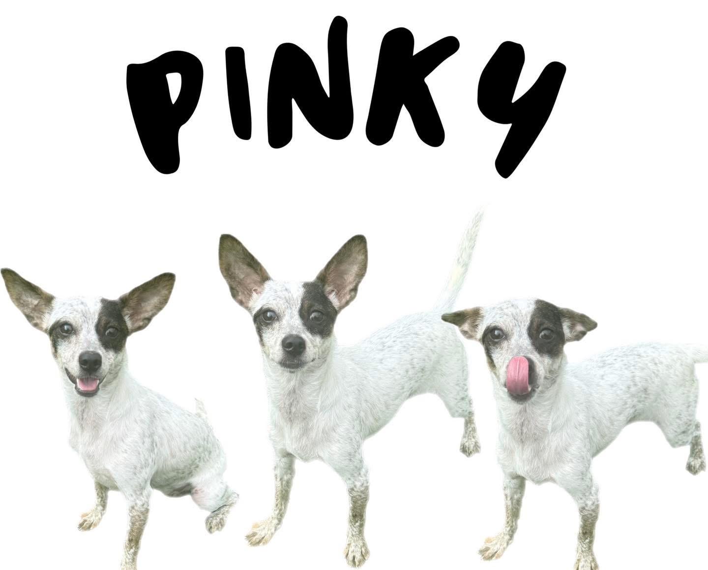 Enlarge Pinky, a Adopted mixed breed in Key Largo, FL image 1/1
