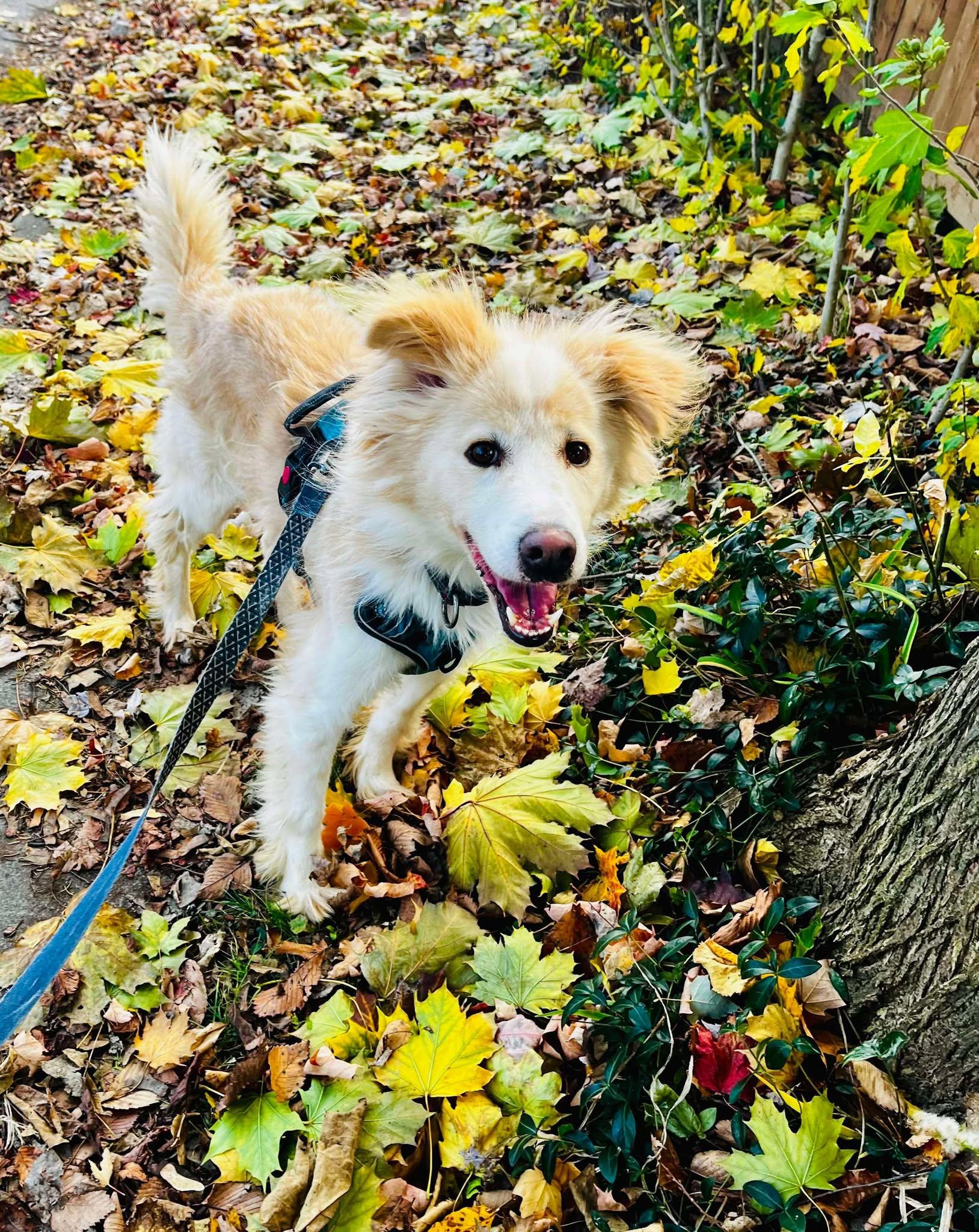 Oscar (20210310-01), a Adoptable mixed breed in Ridgeway, ON image 2/6