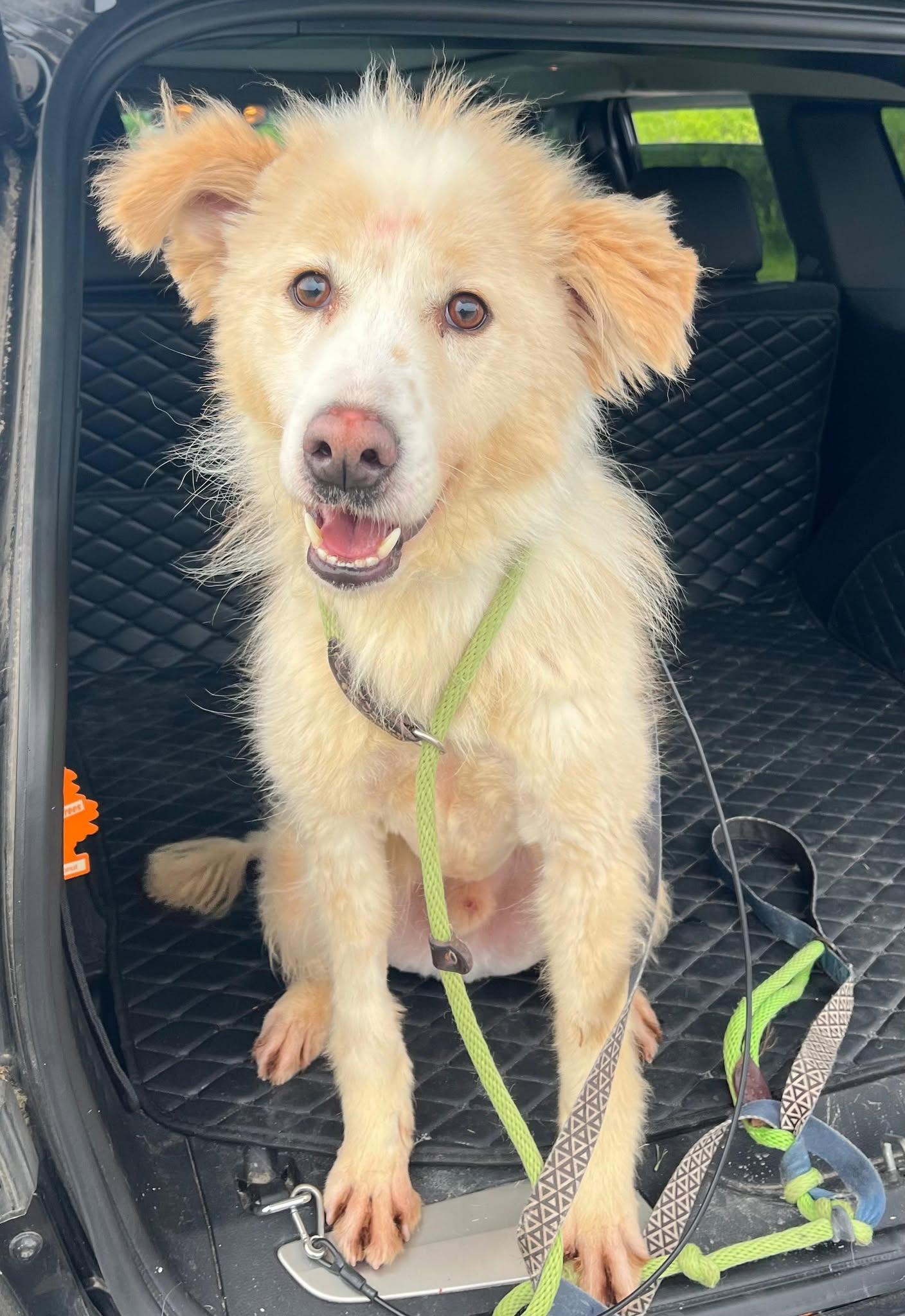 Enlarge Oscar (20210310-01), a Adoptable mixed breed in Ridgeway, ON image 3/6