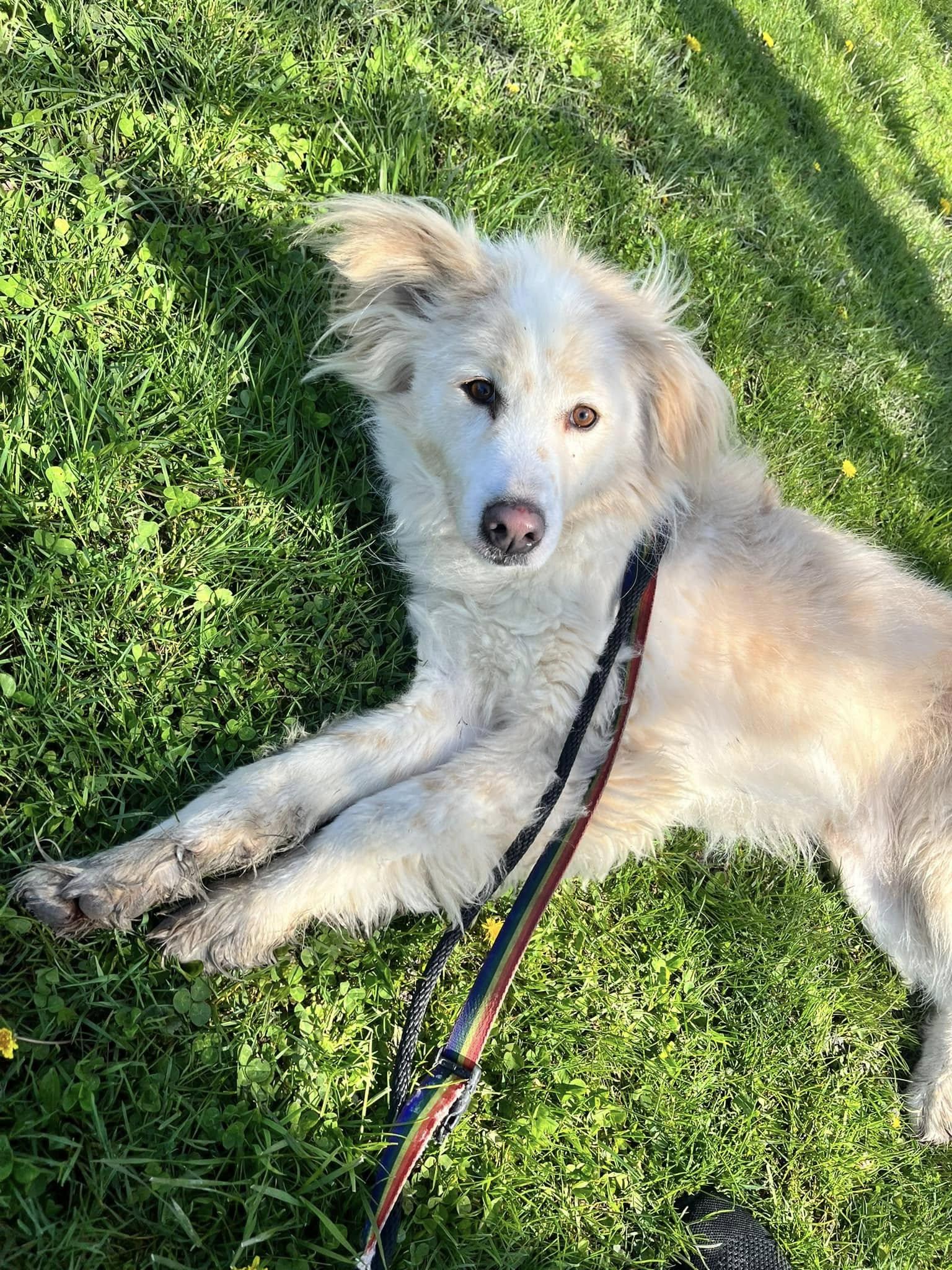 Oscar (20210310-01), a Adoptable mixed breed in Ridgeway, ON image 6/6