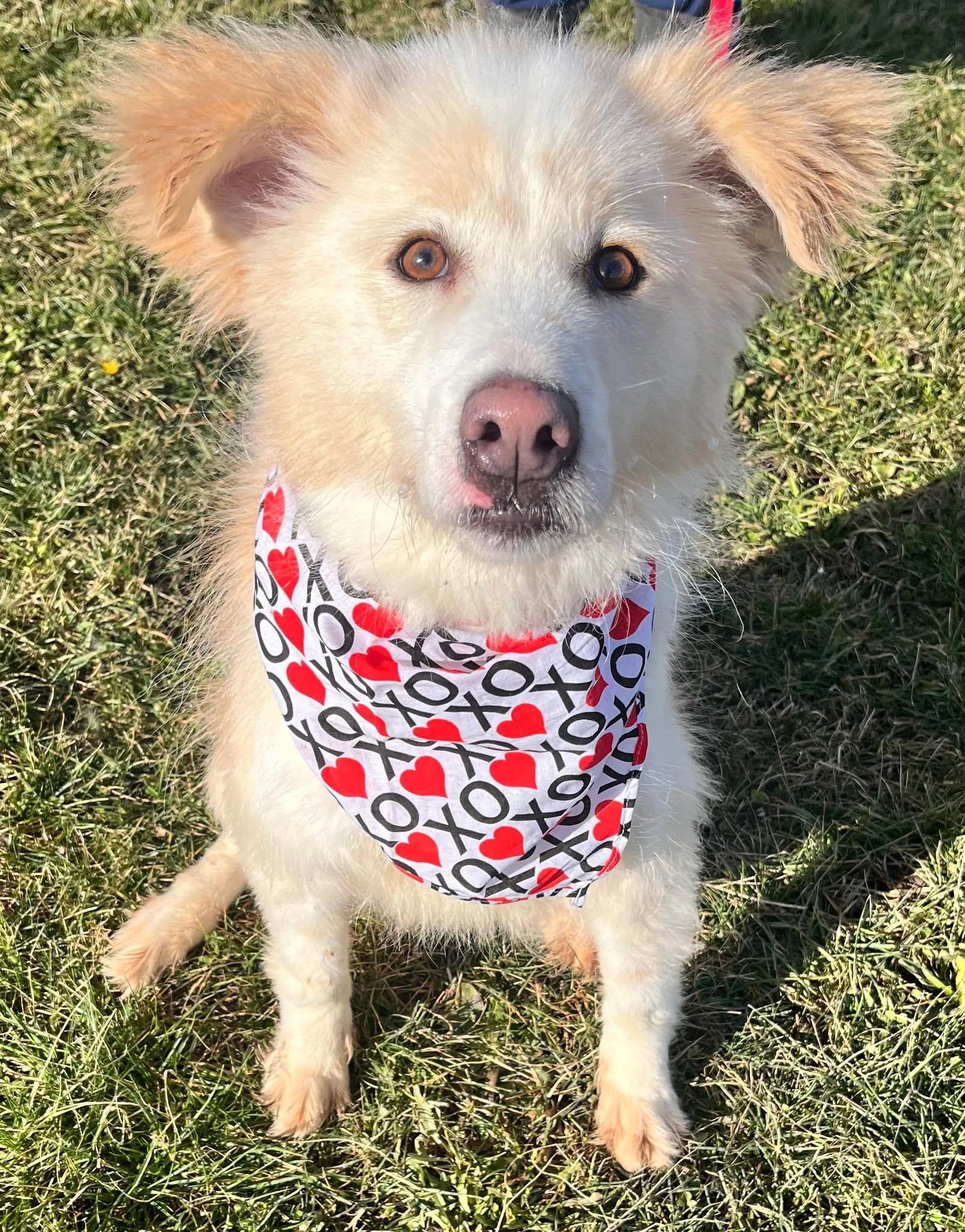 Oscar (20210310-01), Adoptable, Adult Male Mixed Breed.