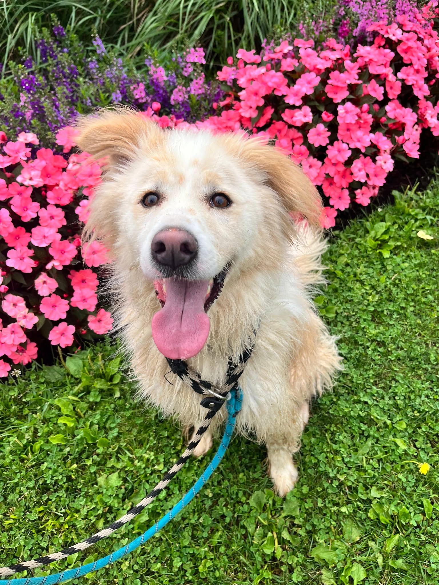 Enlarge Oscar (20210310-01), a Adoptable mixed breed in Ridgeway, ON image 2/6