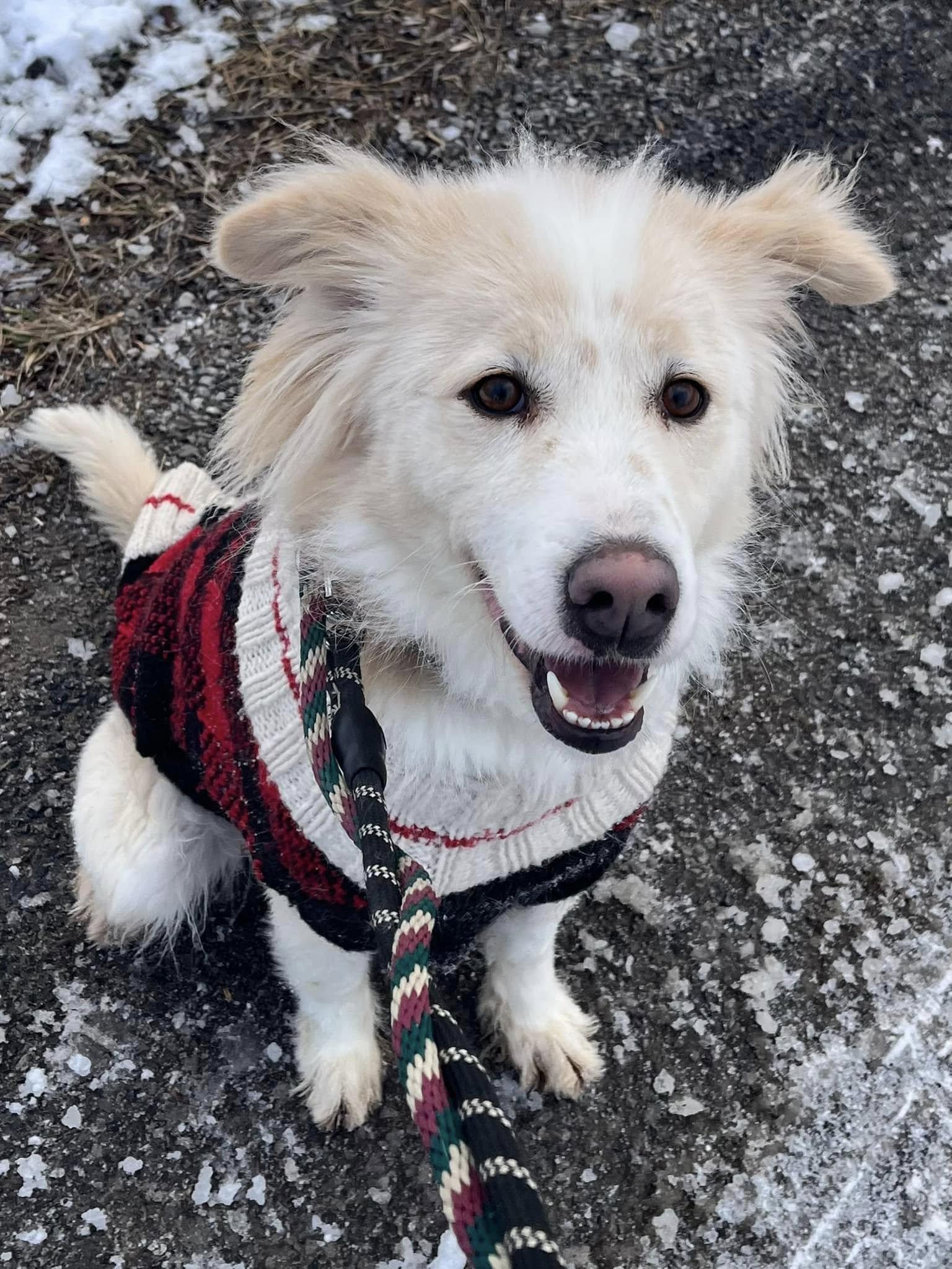 Oscar (20210310-01), Adoptable, Adult Male Mixed Breed.