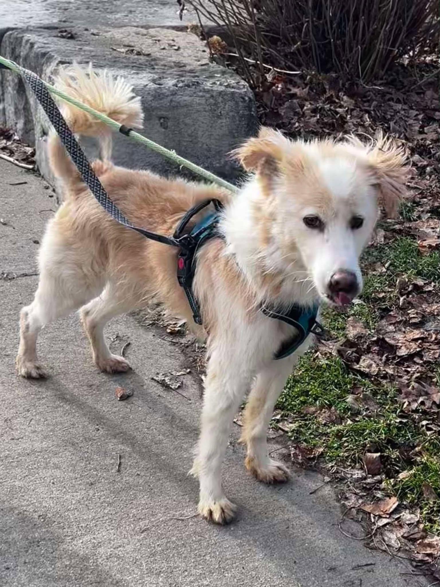 Oscar (20210310-01), a Adoptable mixed breed in Ridgeway, ON image 3/6