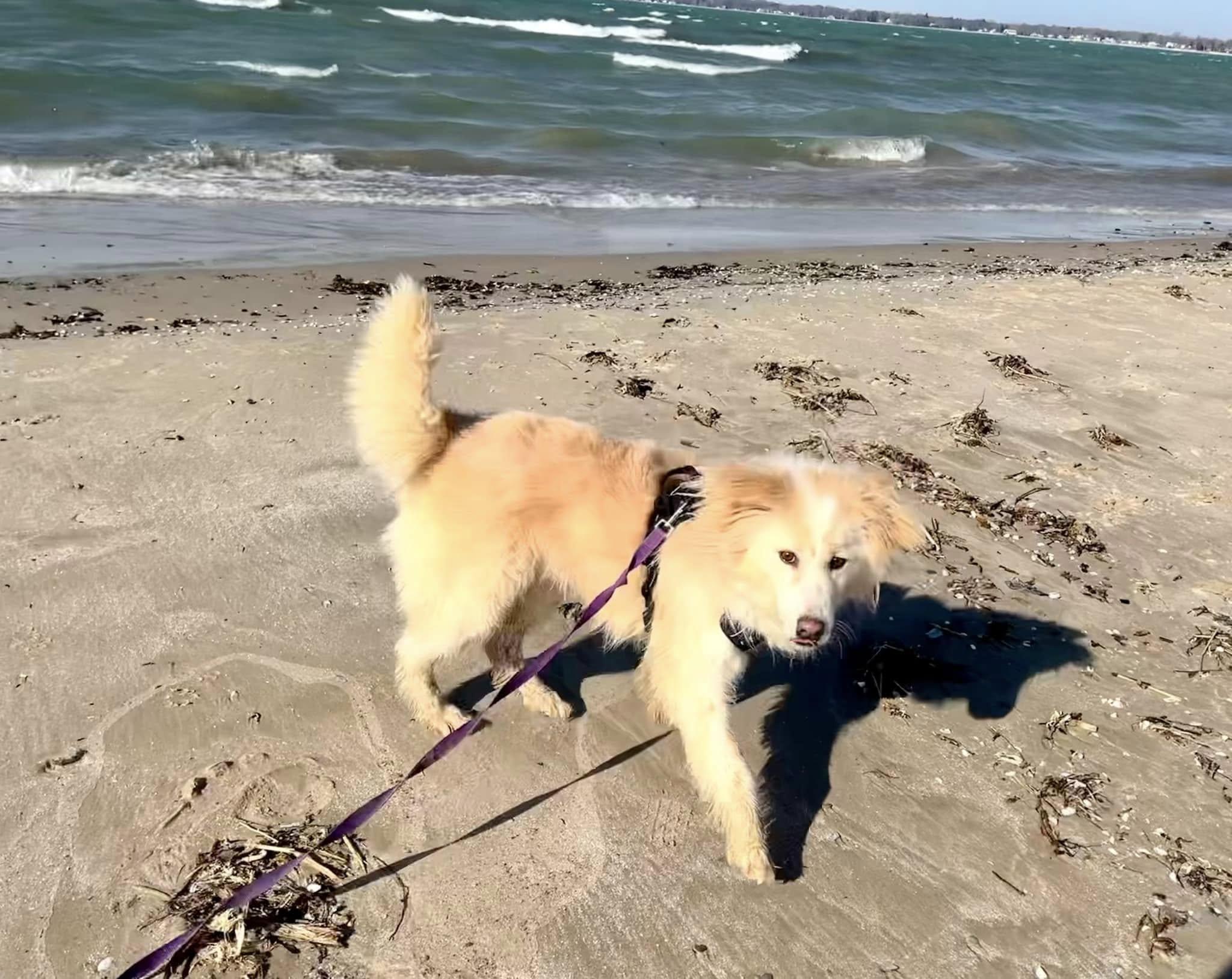 Oscar (20210310-01) — thumbnail 5