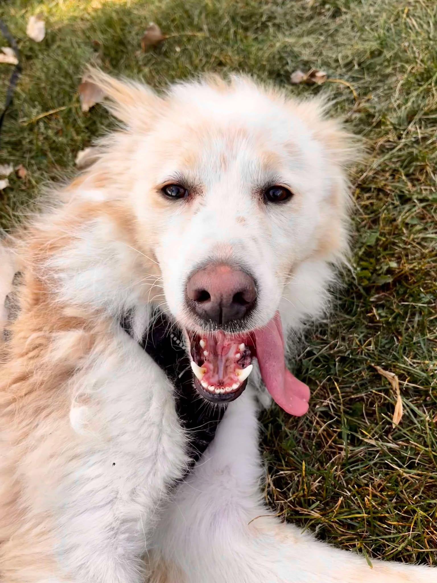 Oscar (20210310-01), a Adoptable mixed breed in Ridgeway, ON image 4/6