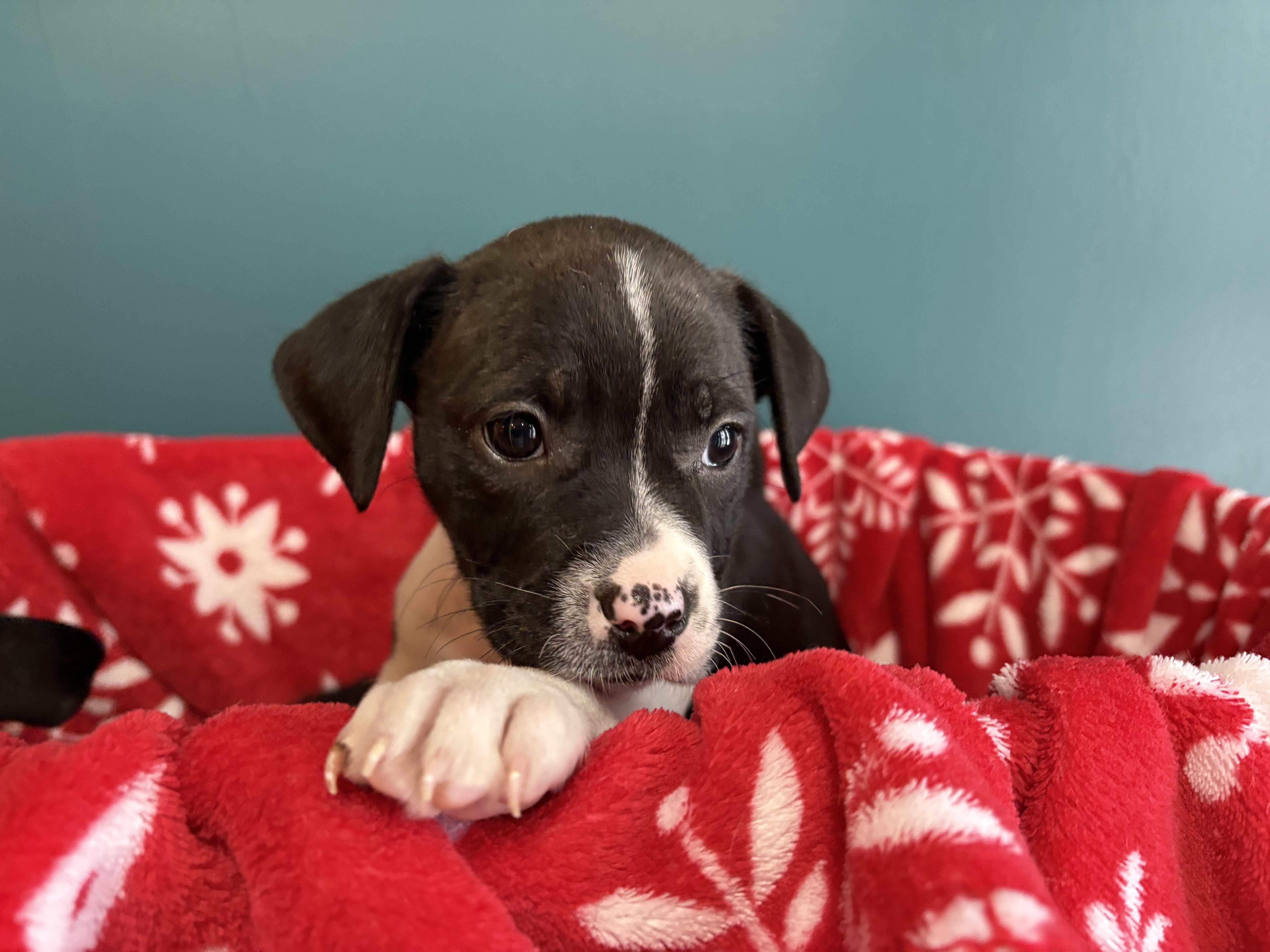 Enlarge Kiri, a Adoptable mixed breed in Minneapolis, MN image 4/6