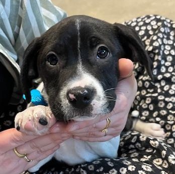 Kiri, Adoptable, Puppy Female Beagle & Terrier.